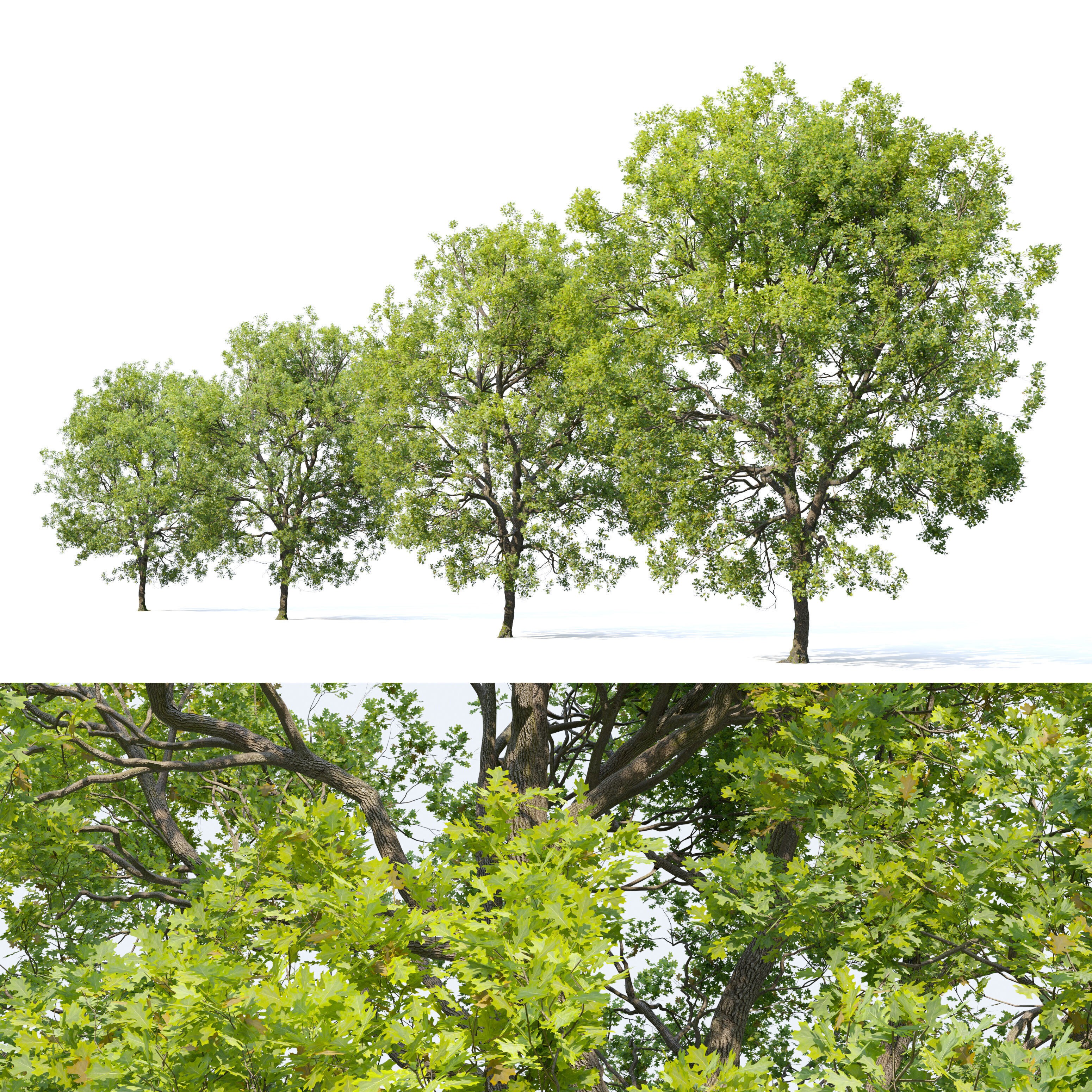 Oak Tree - Game-Ready 3D Model - View 3