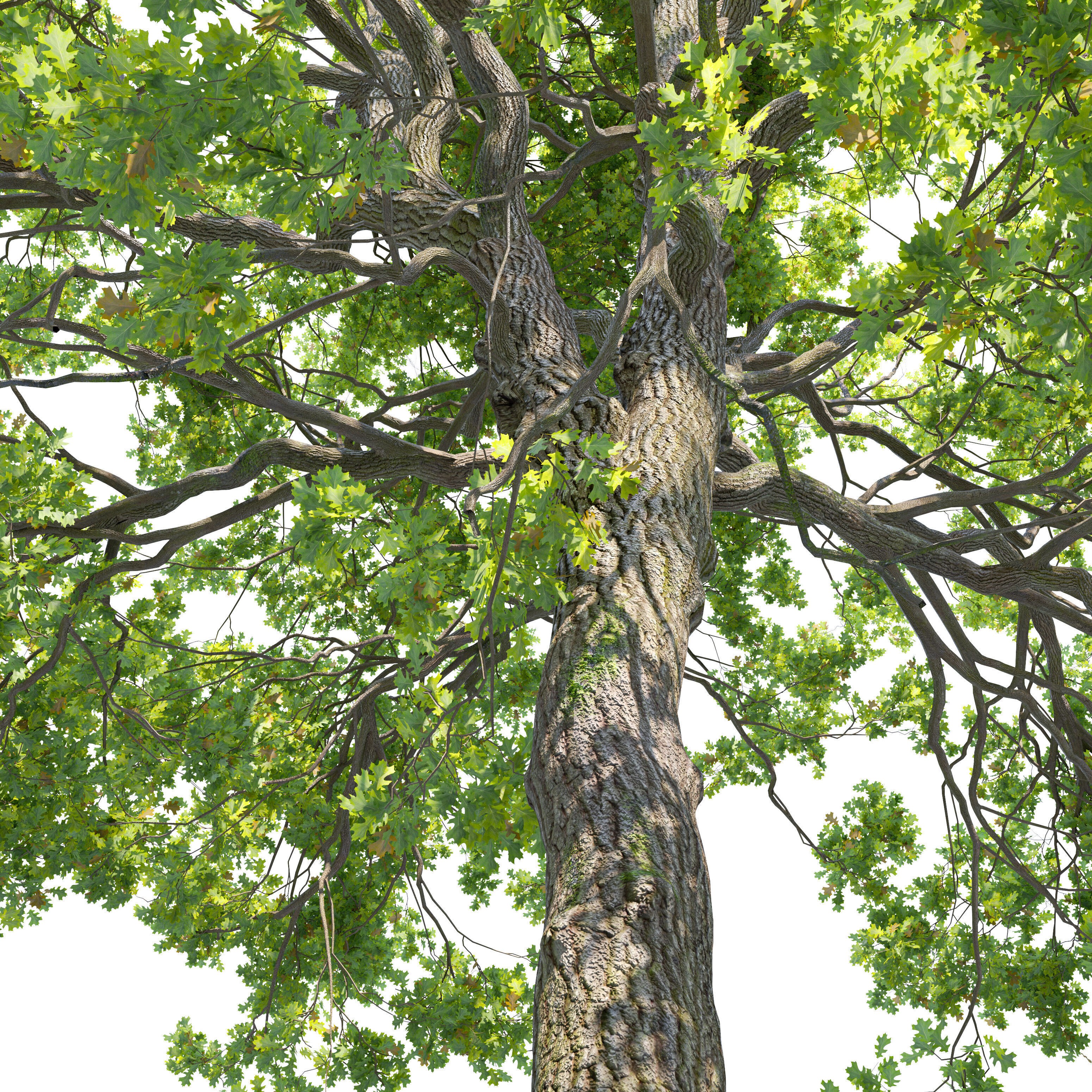 Oak Tree - Game-Ready 3D Model - View 5