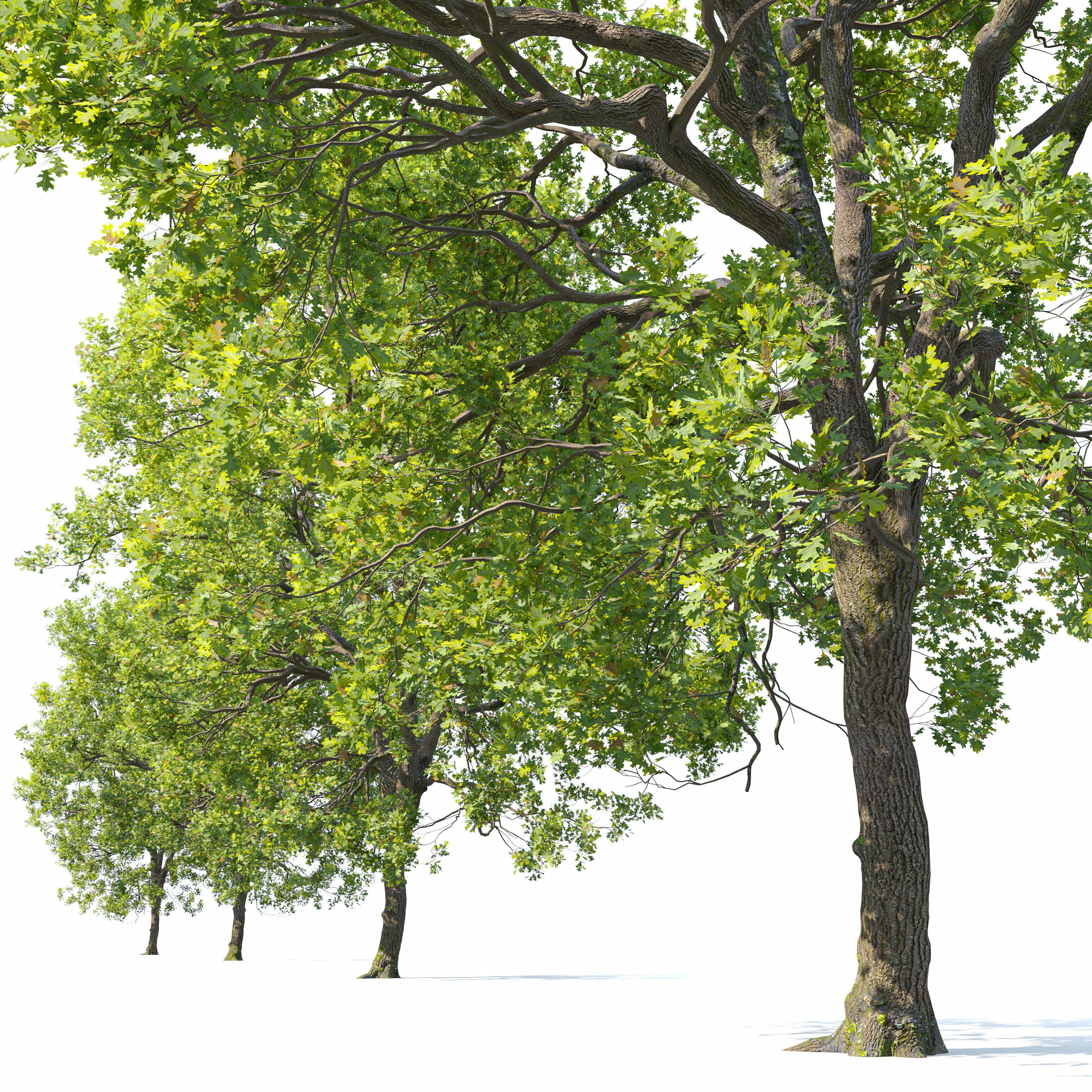 Oak Tree - Game-Ready 3D Model - View 6