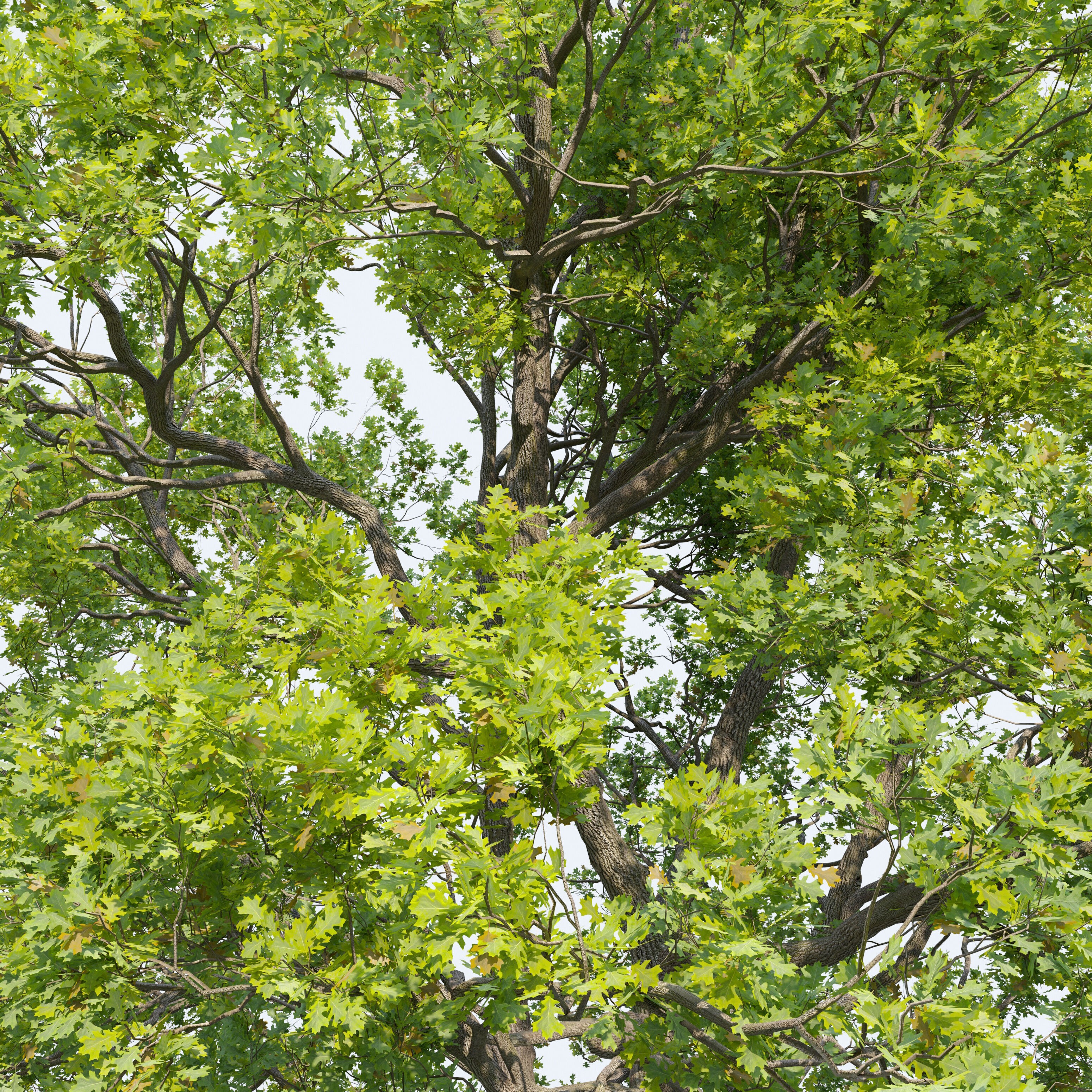 Oak Tree - Game-Ready 3D Model - View 7