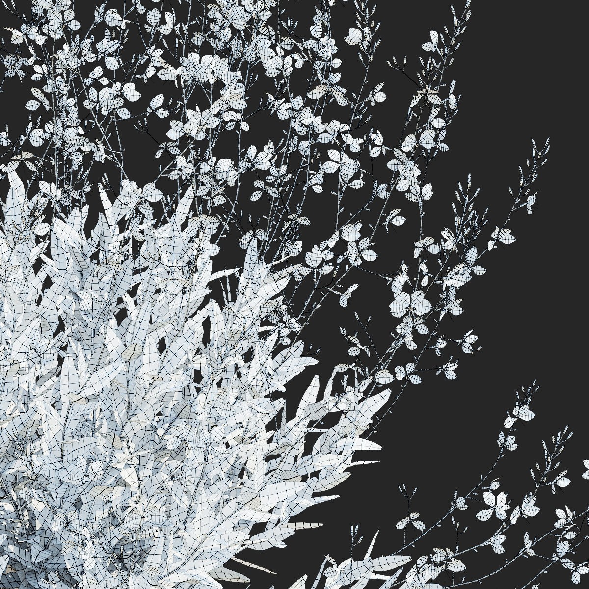 Gaura Lindheimeri - PBR Textured 3D Model