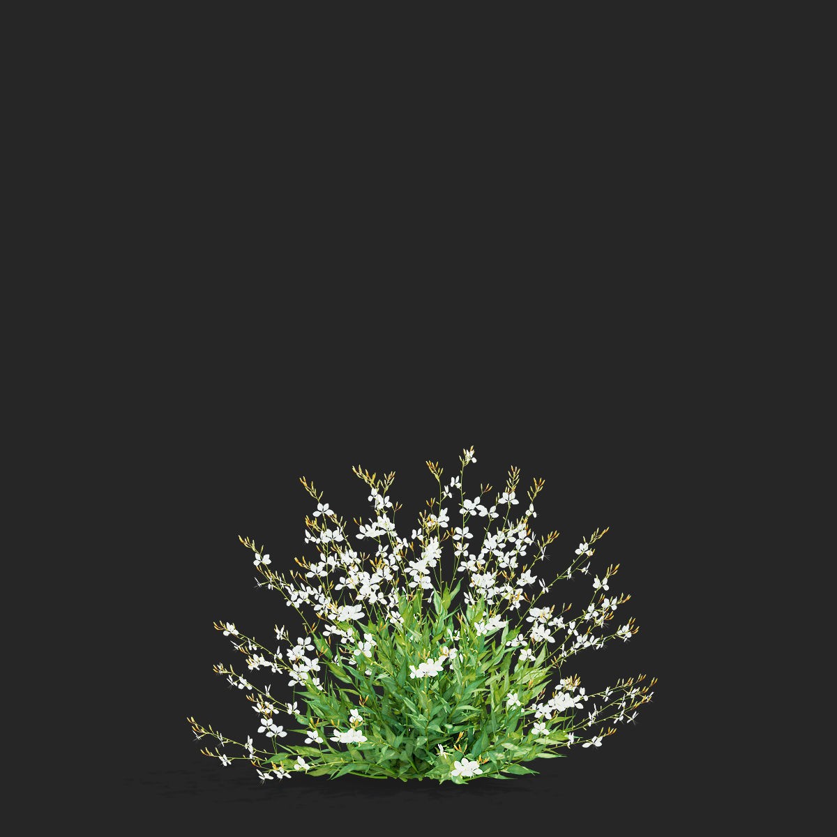 Gaura Lindheimeri - PBR Textured 3D Model - View 10