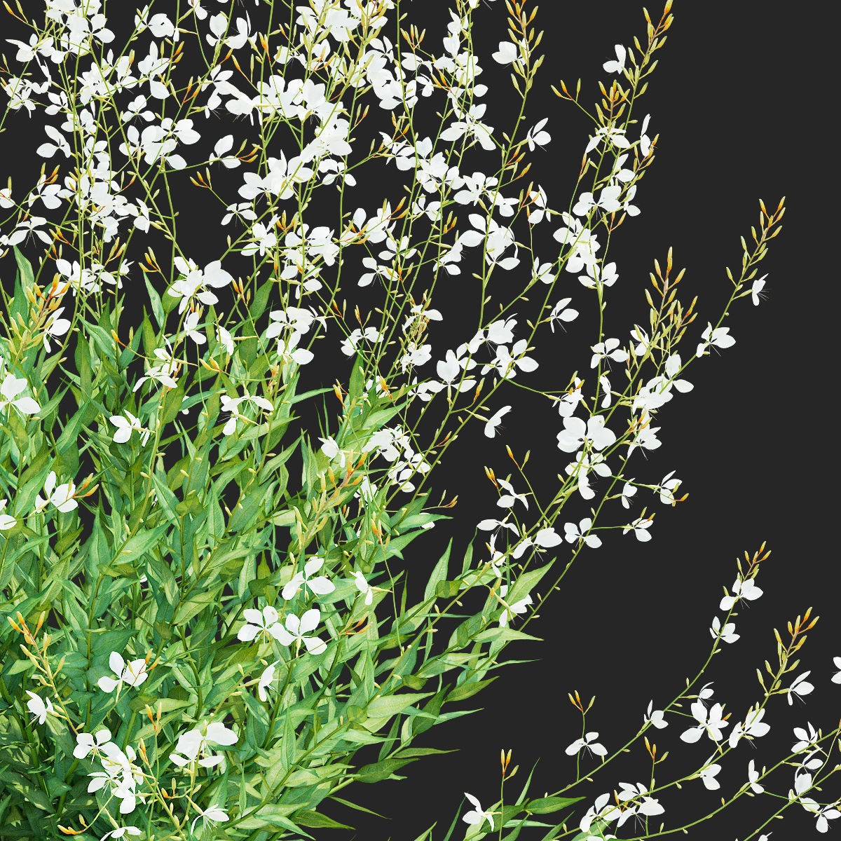 Gaura Lindheimeri - PBR Textured 3D Model - View 12