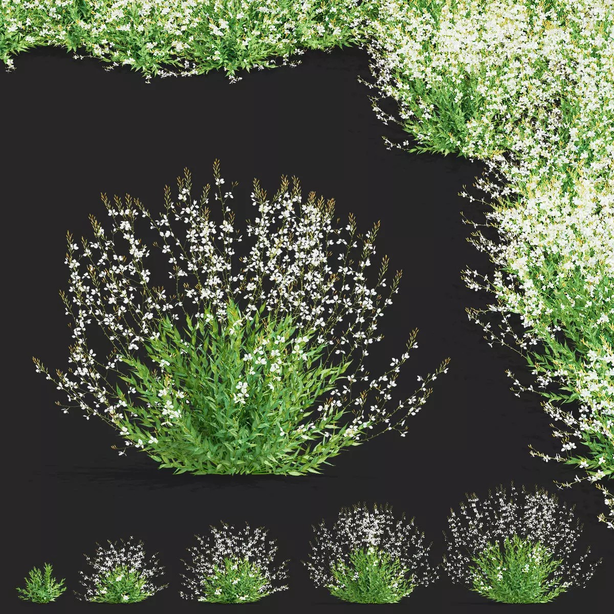 Gaura Lindheimeri - PBR Textured 3D Model - View 2