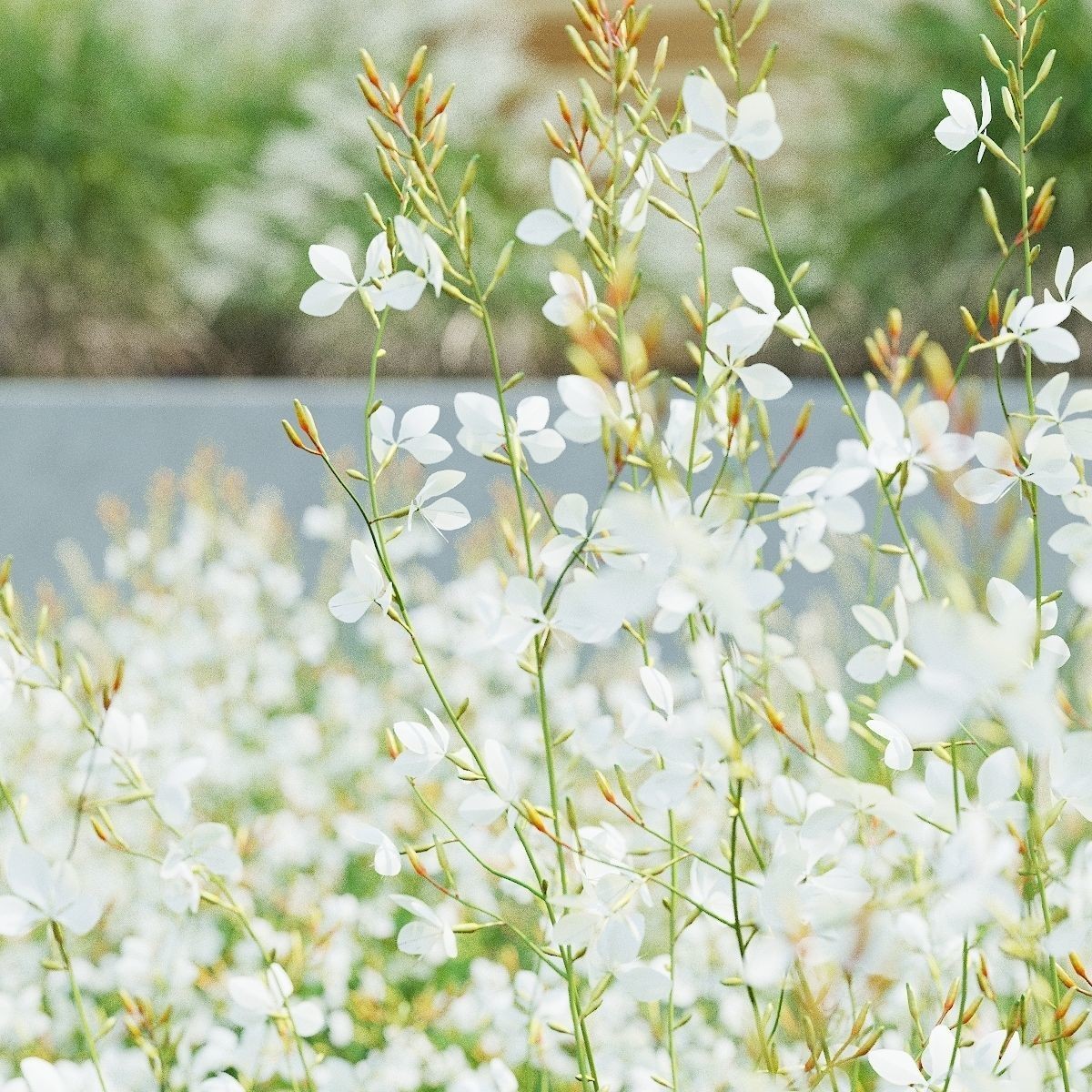 Gaura Lindheimeri - PBR Textured 3D Model - View 3