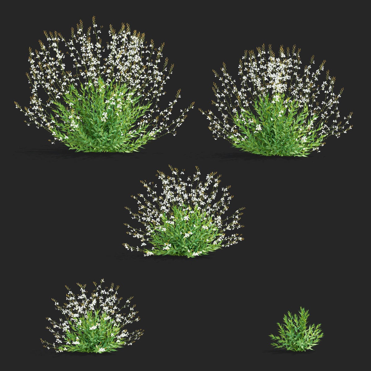 Gaura Lindheimeri - PBR Textured 3D Model - View 4