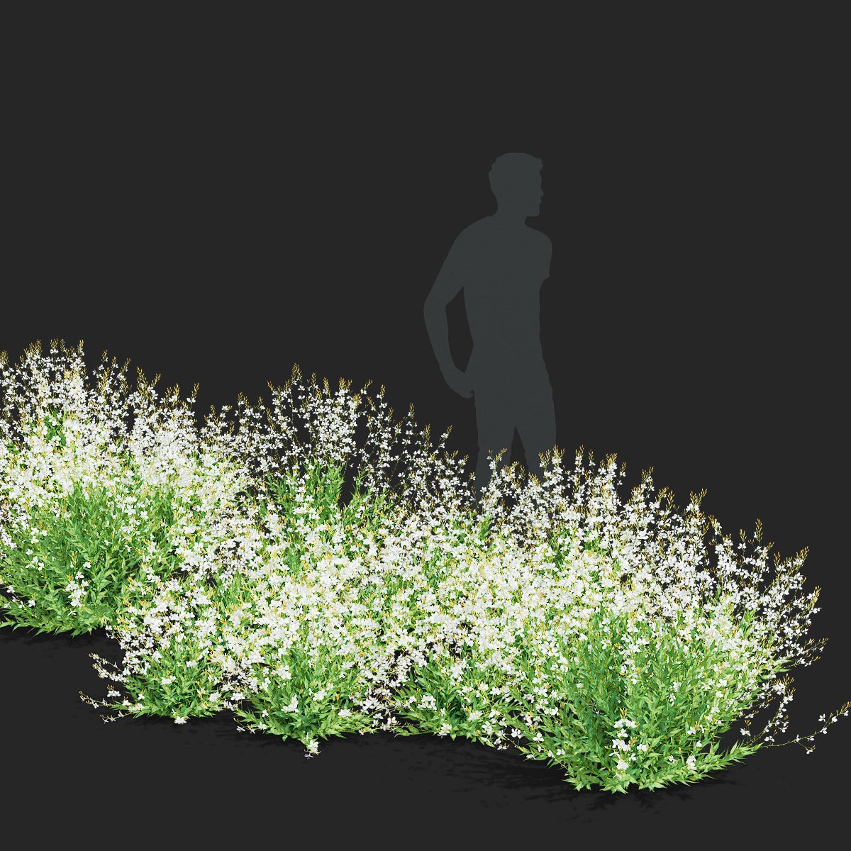 Gaura Lindheimeri - PBR Textured 3D Model - View 5