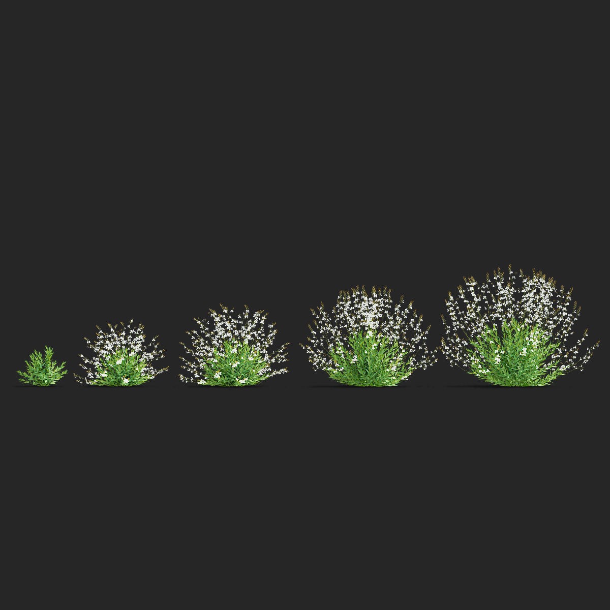 Gaura Lindheimeri - PBR Textured 3D Model - View 6