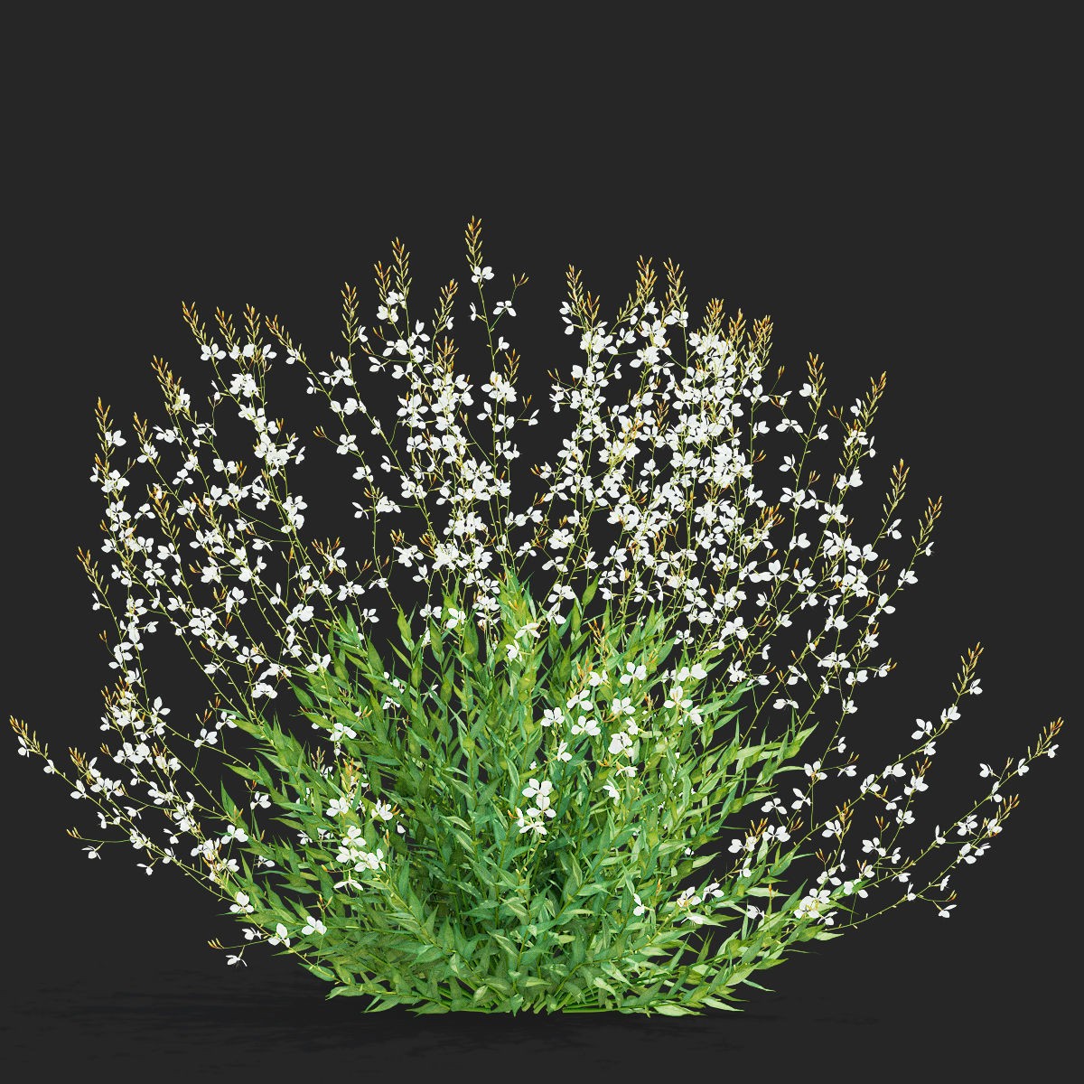 Gaura Lindheimeri - PBR Textured 3D Model - View 7