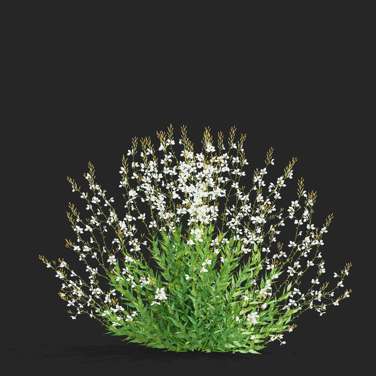Gaura Lindheimeri - PBR Textured 3D Model - View 8