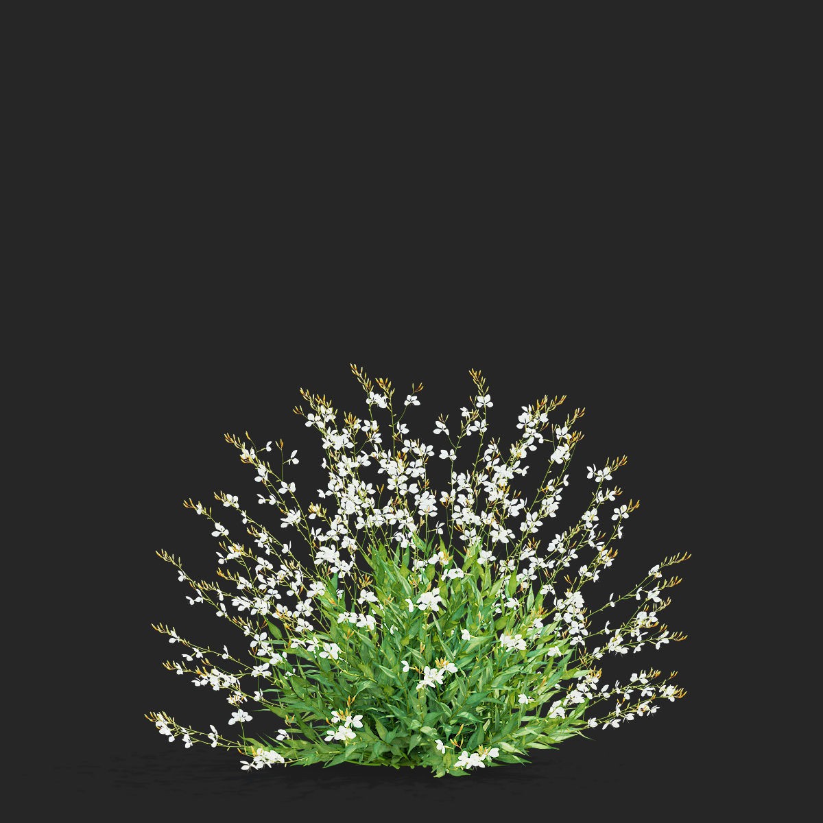Gaura Lindheimeri - PBR Textured 3D Model - View 9