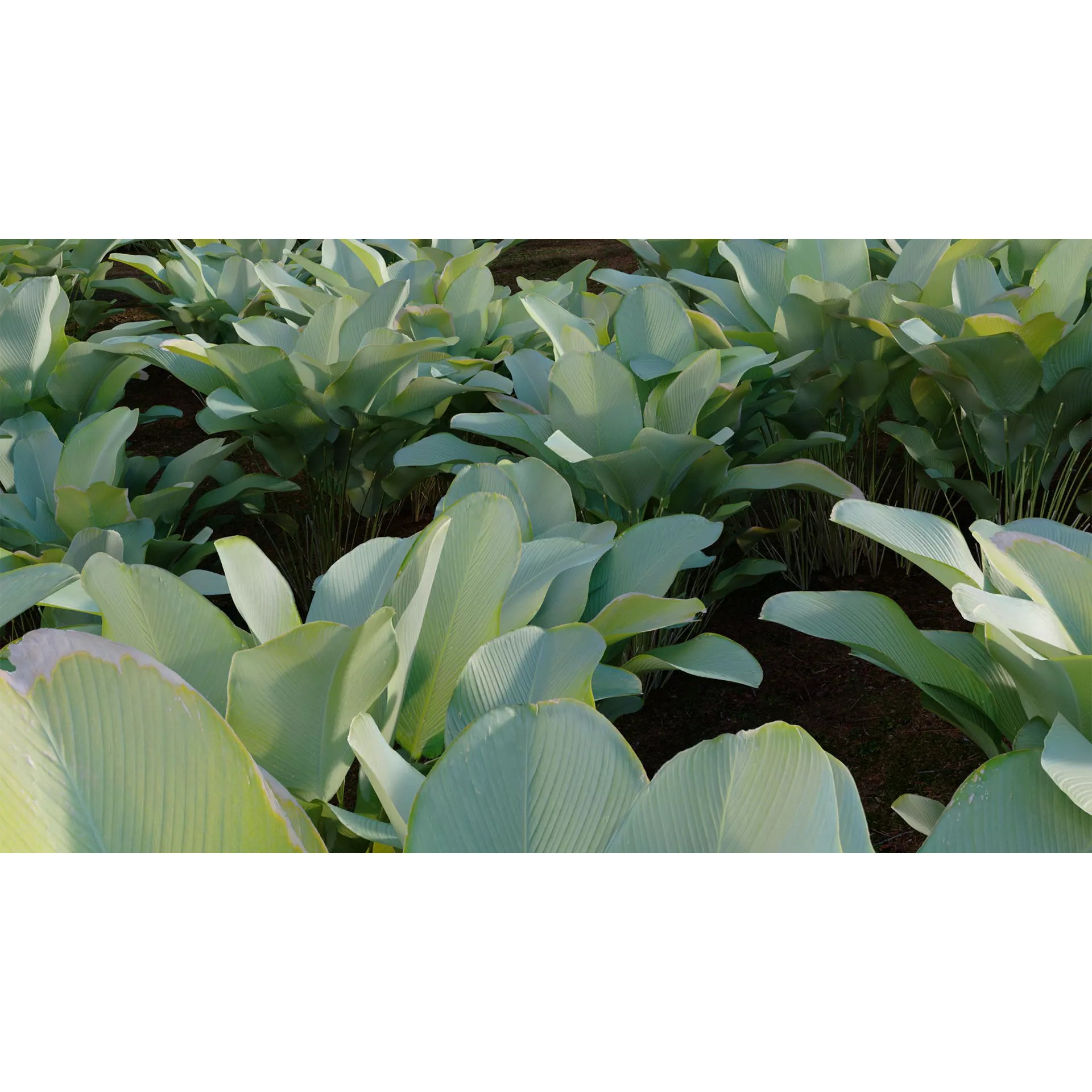 Calathea Lutea - Game-Ready 3D Model