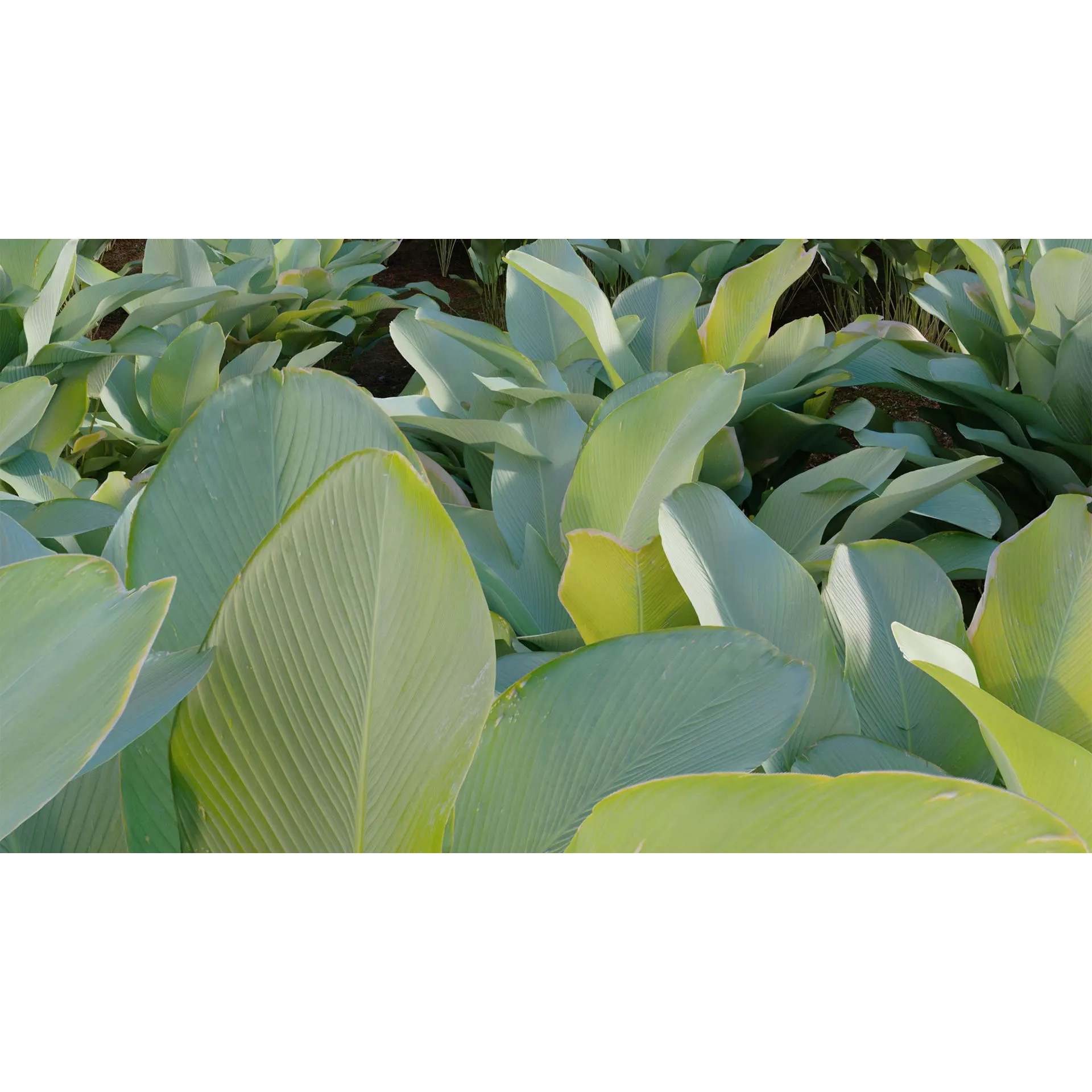 Calathea Lutea - Game-Ready 3D Model - View 10