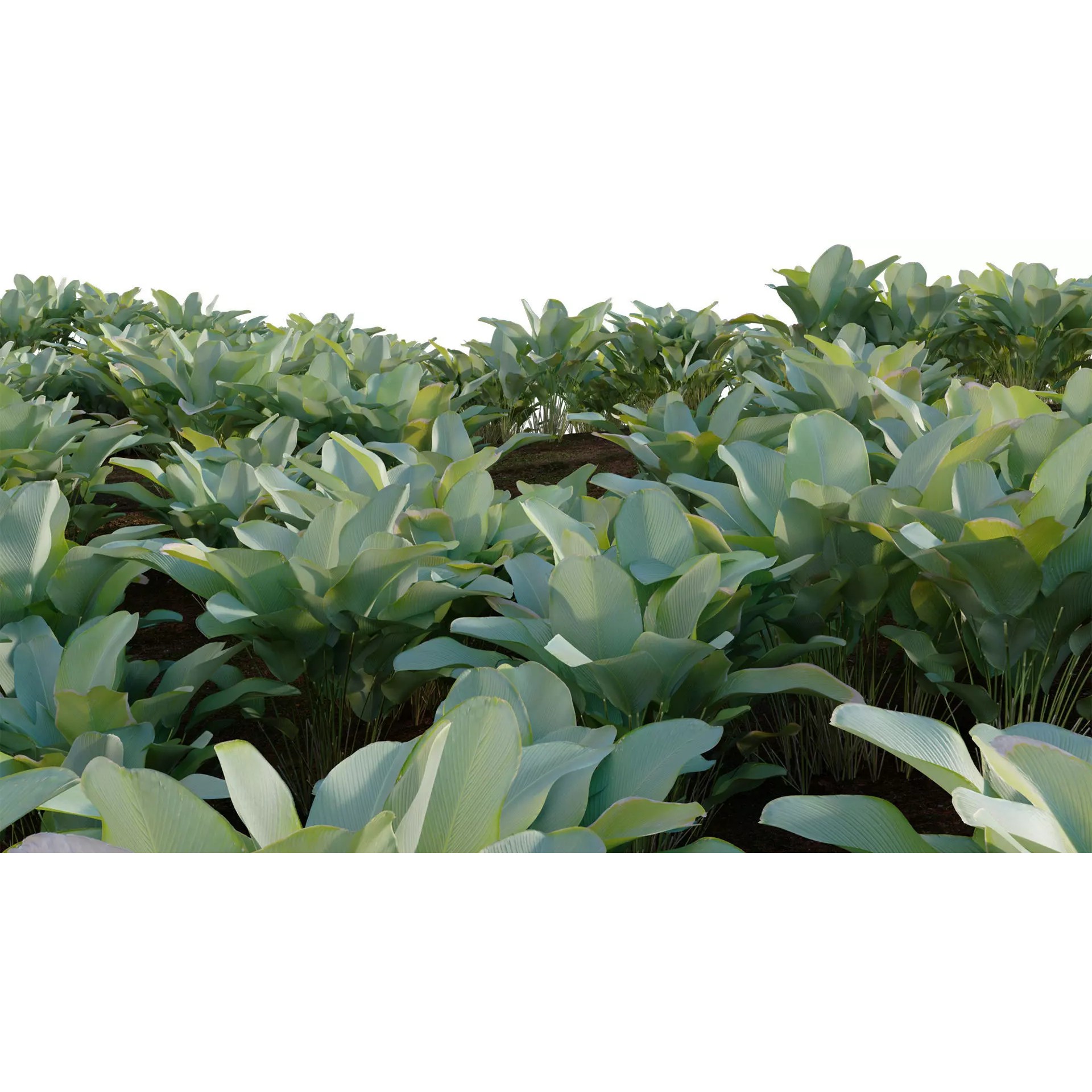 Calathea Lutea - Game-Ready 3D Model - View 11