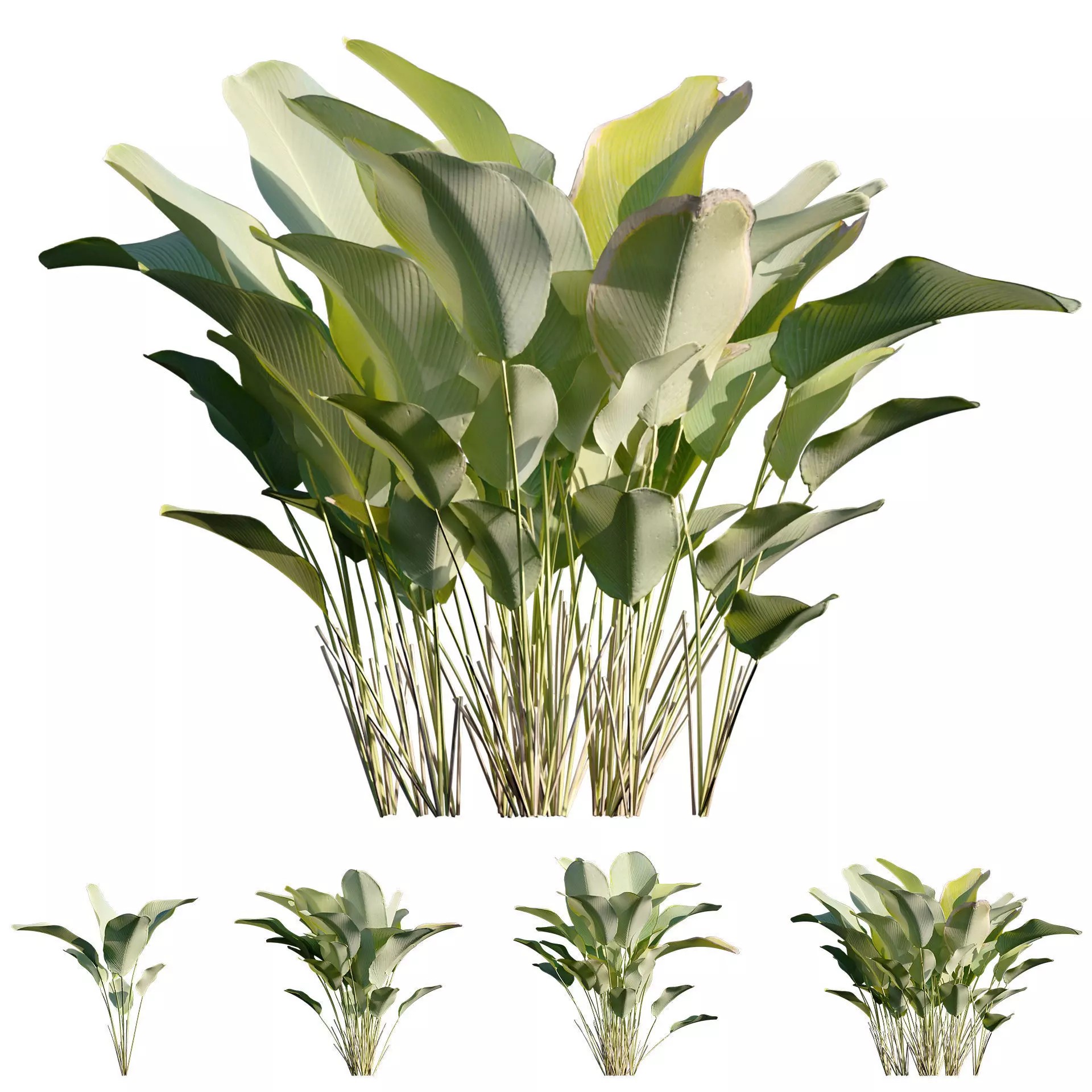 Calathea Lutea - Game-Ready 3D Model - View 2
