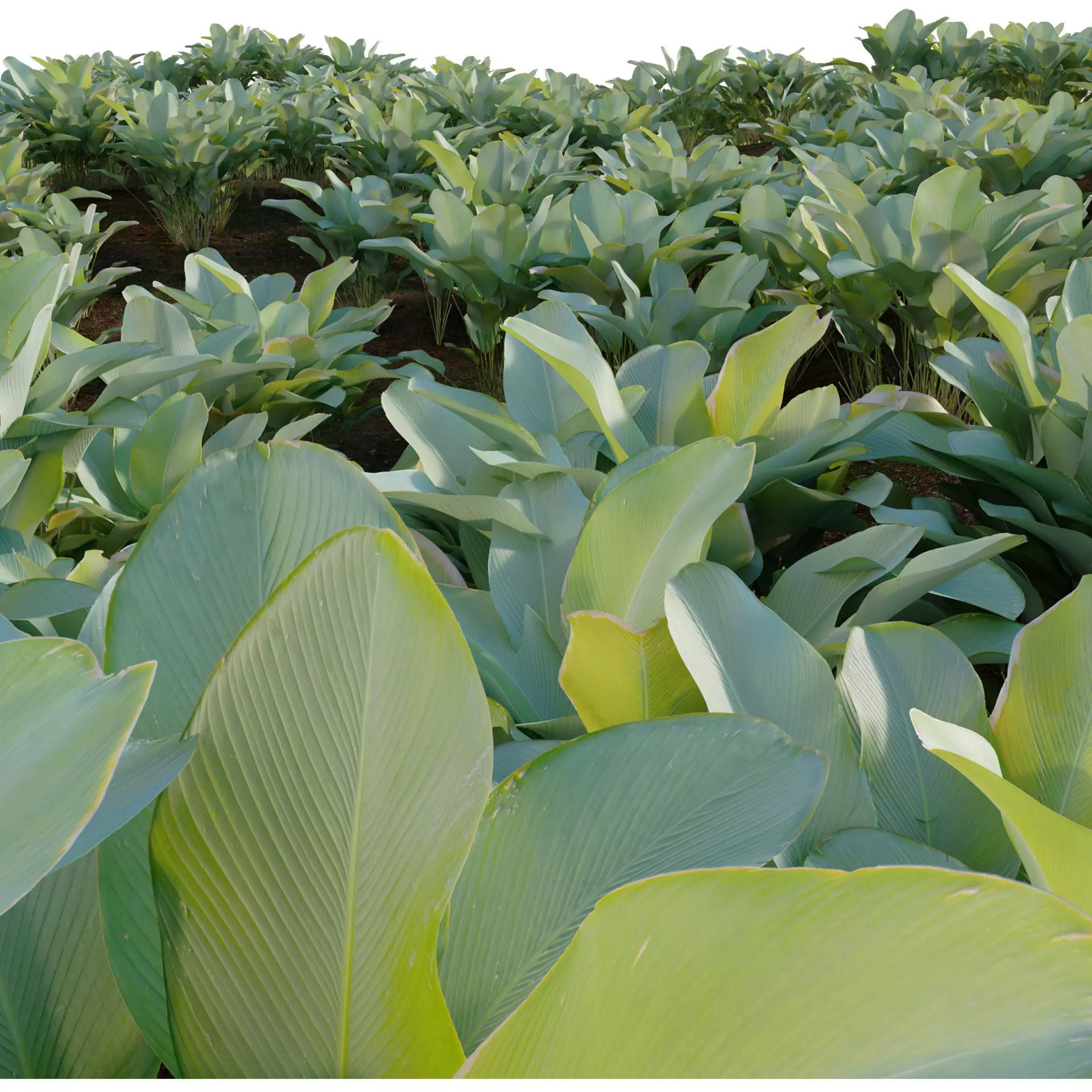 Calathea Lutea - Game-Ready 3D Model - View 3