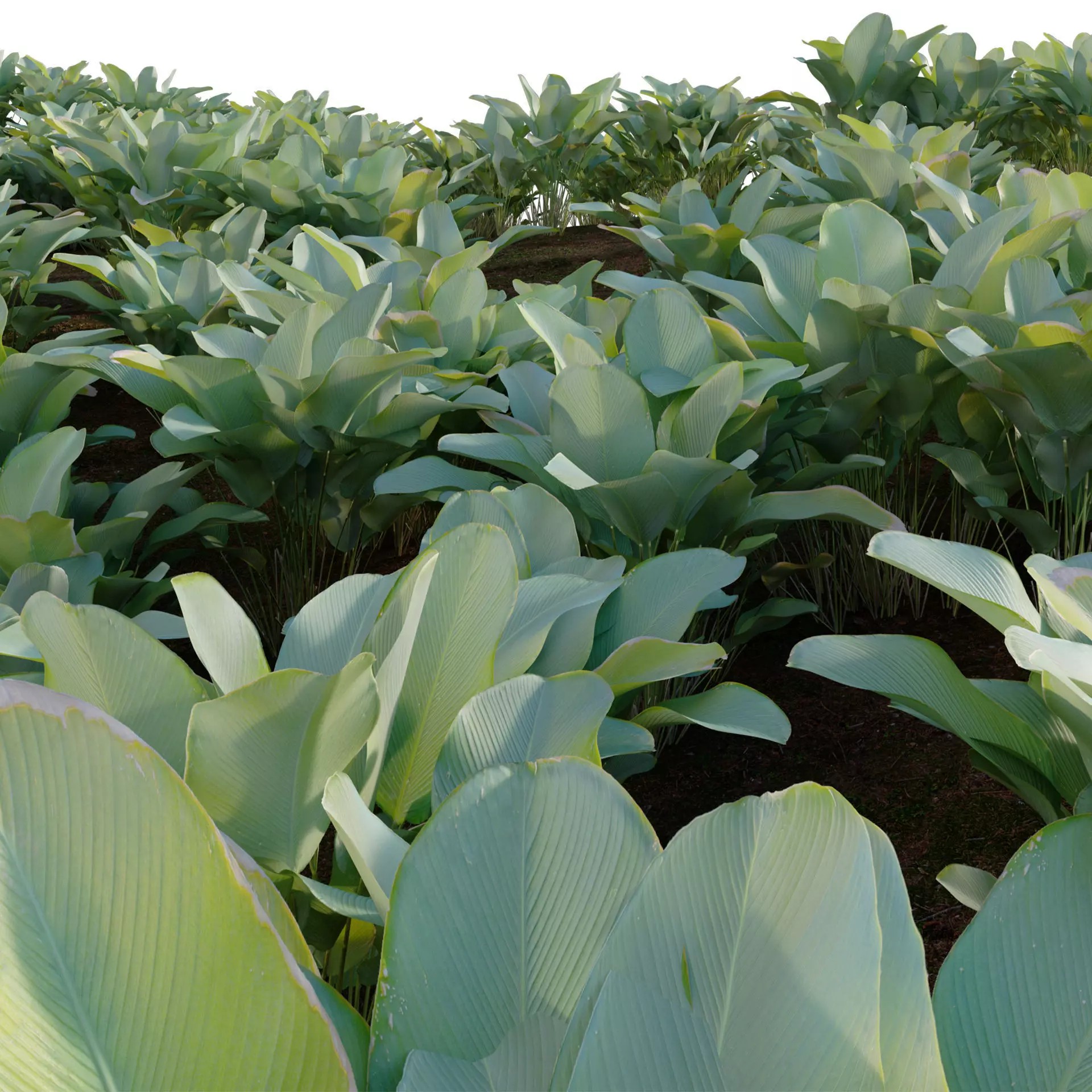 Calathea Lutea - Game-Ready 3D Model - View 4