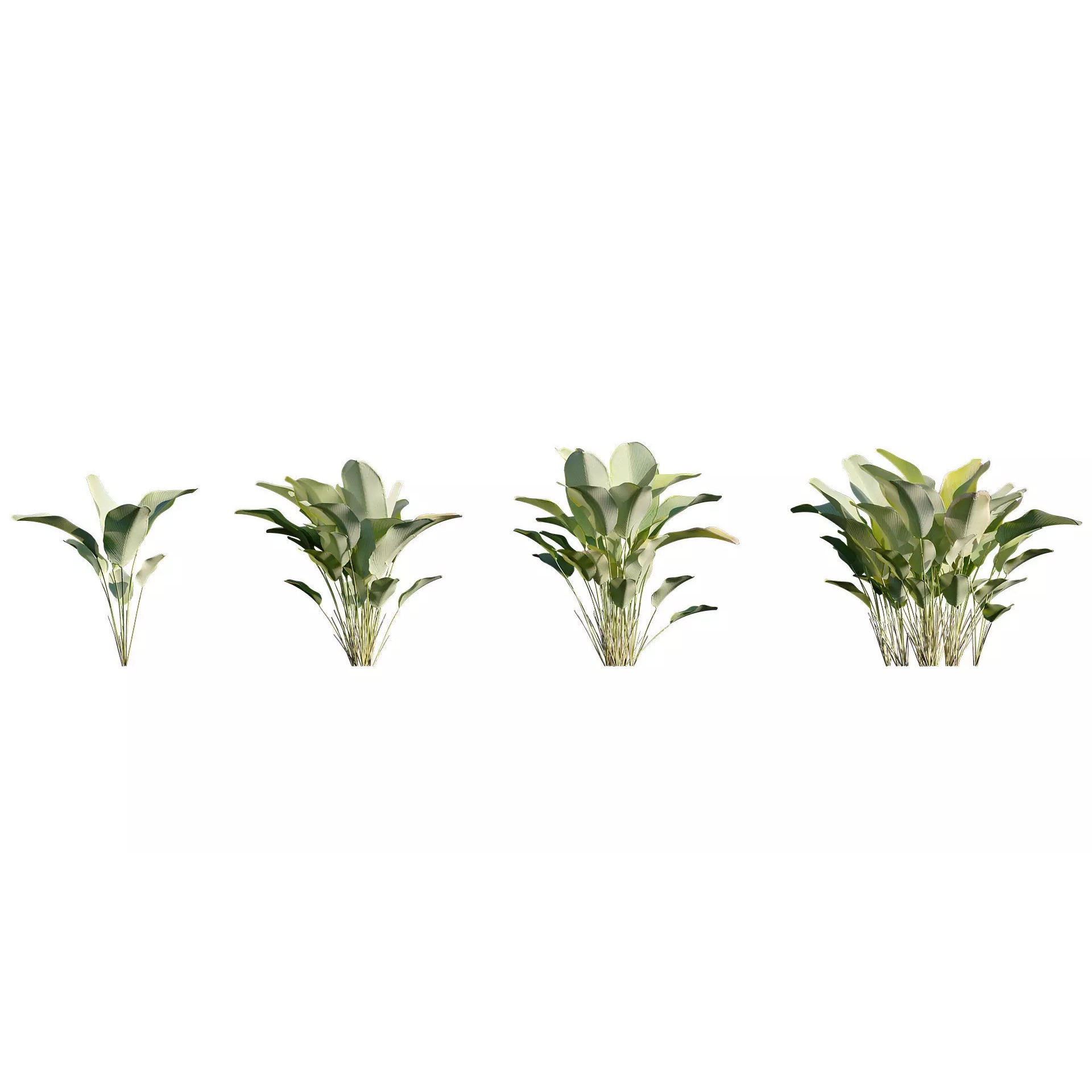 Calathea Lutea - Game-Ready 3D Model - View 6