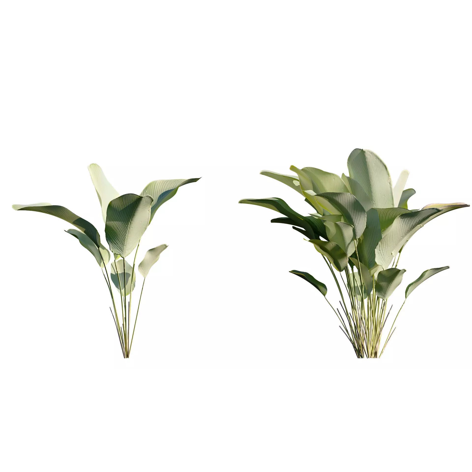 Calathea Lutea - Game-Ready 3D Model - View 7