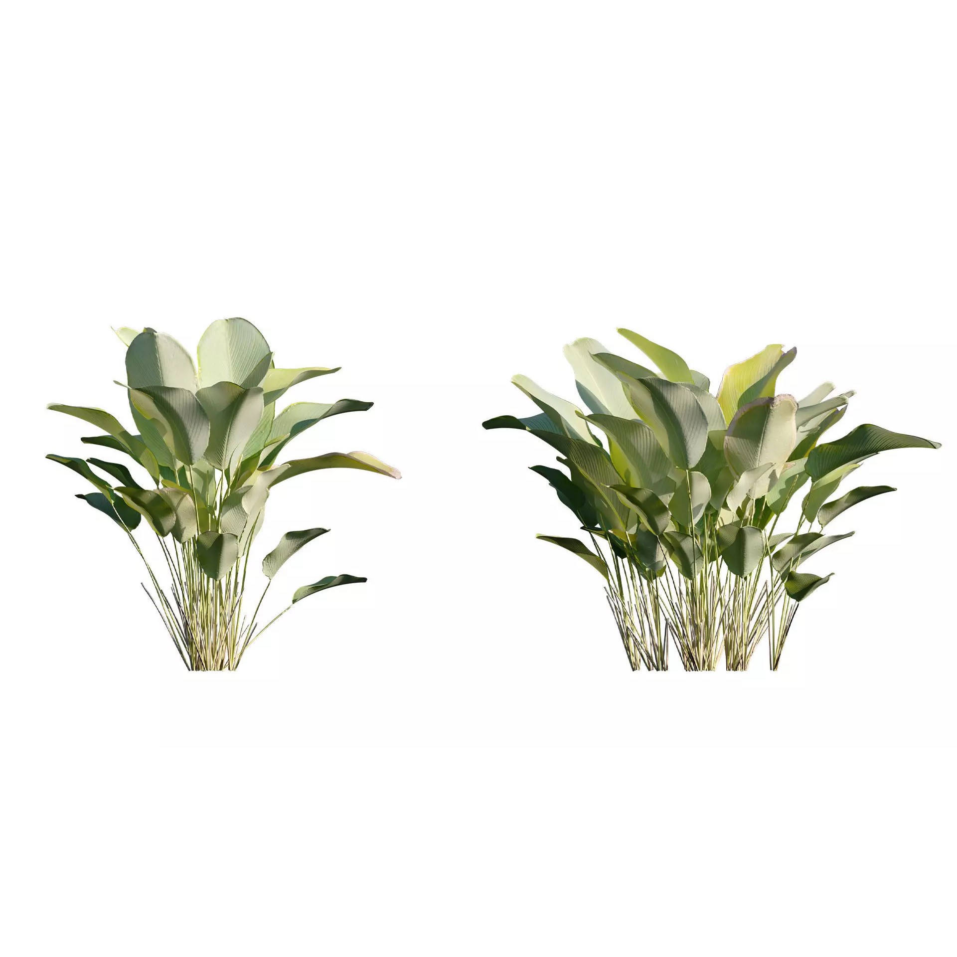 Calathea Lutea - Game-Ready 3D Model - View 8