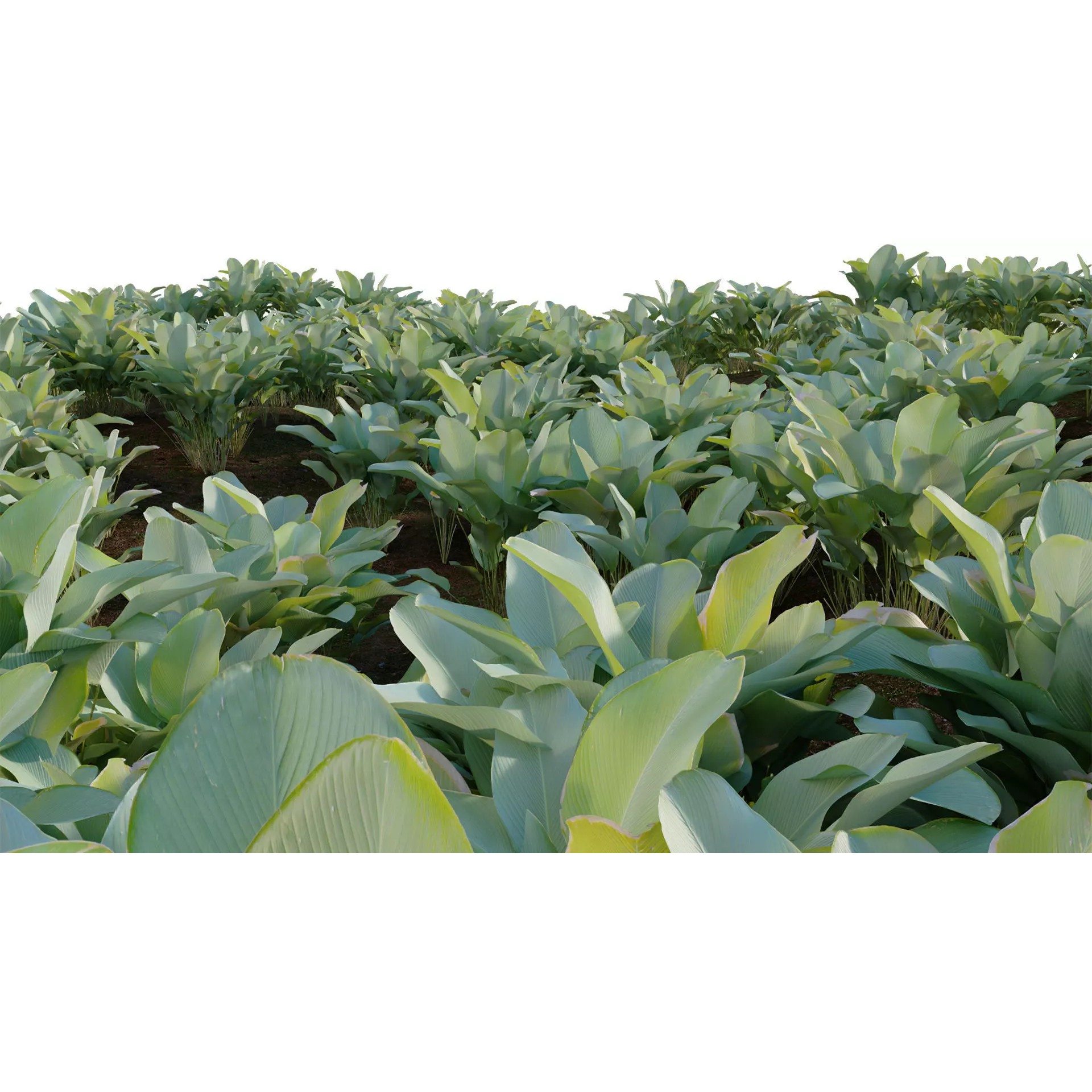 Calathea Lutea - Game-Ready 3D Model - View 9