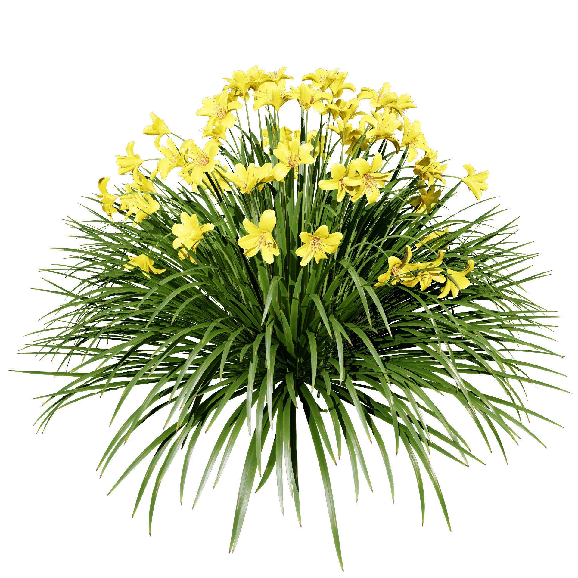 Happy Returns Daylily - Low-Poly Game-Ready 3D Model - View 3