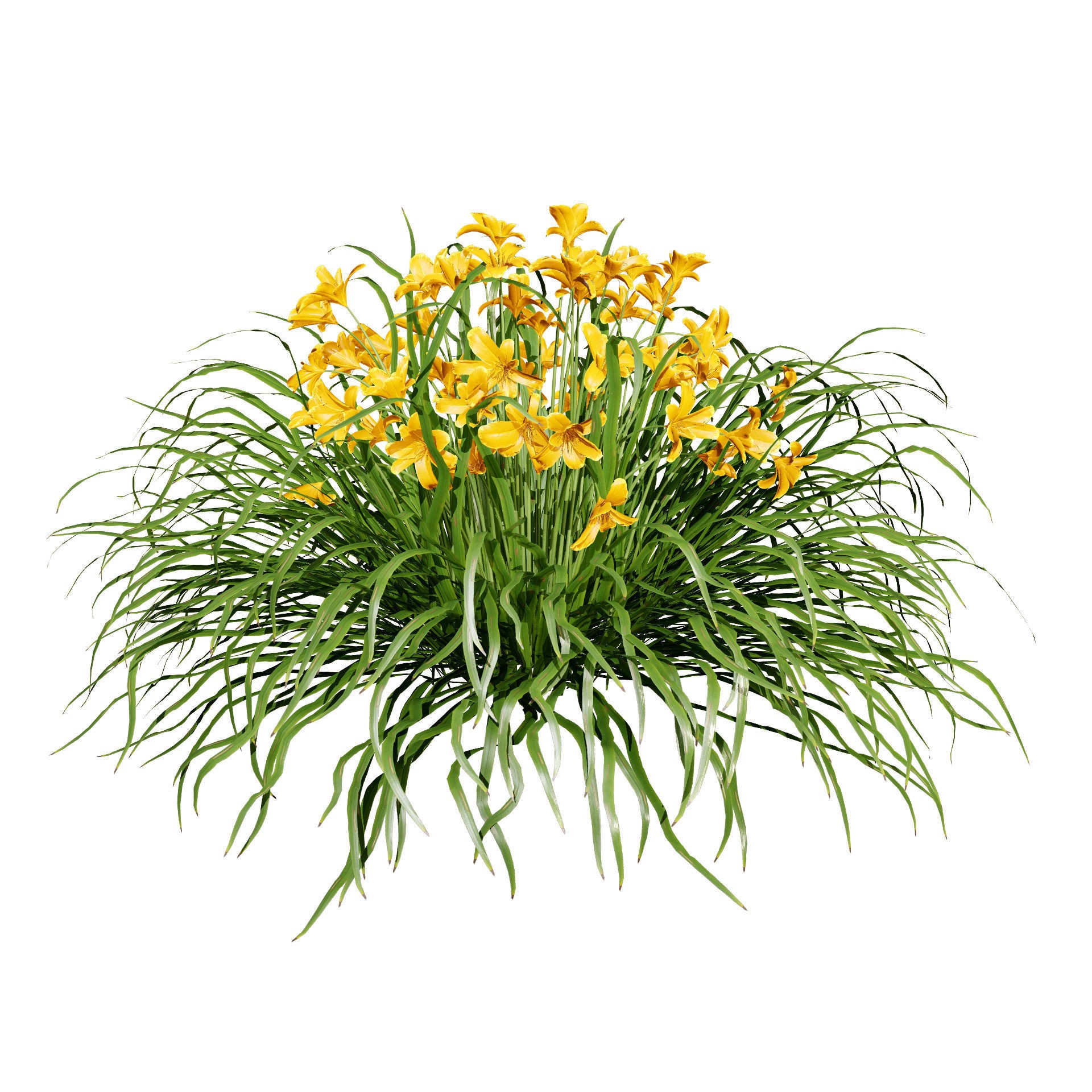 Happy Returns Daylily - Low-Poly Game-Ready 3D Model - View 5