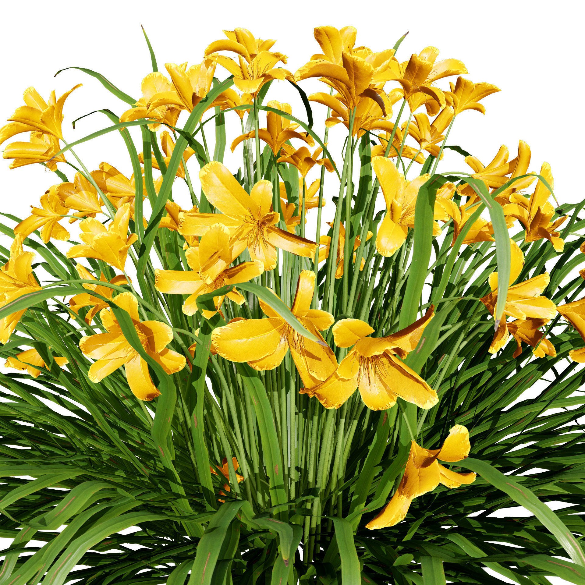 Happy Returns Daylily - Low-Poly Game-Ready 3D Model - View 6