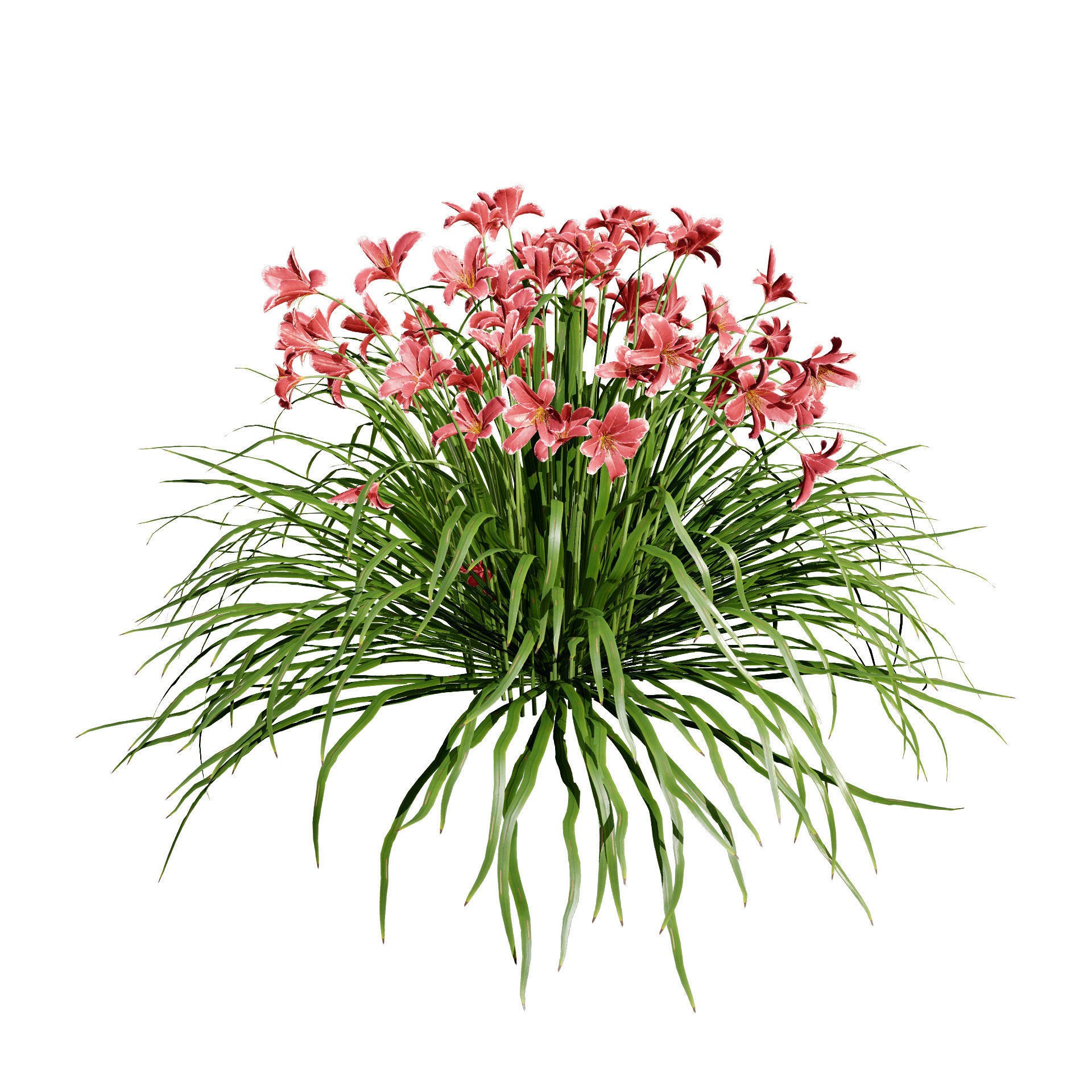 Happy Returns Daylily - Low-Poly Game-Ready 3D Model - View 7