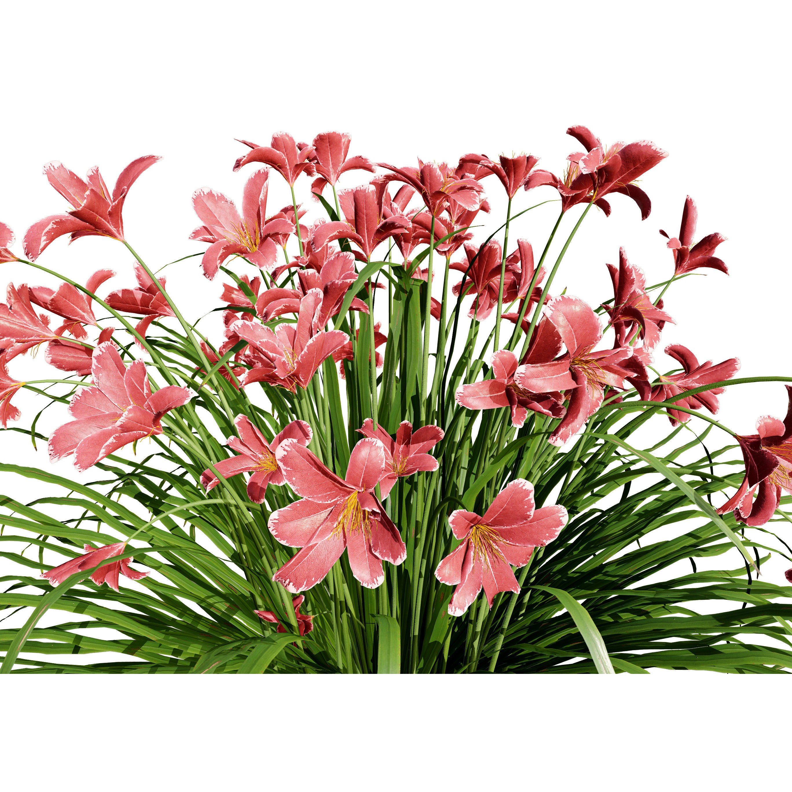 Happy Returns Daylily - Low-Poly Game-Ready 3D Model - View 8