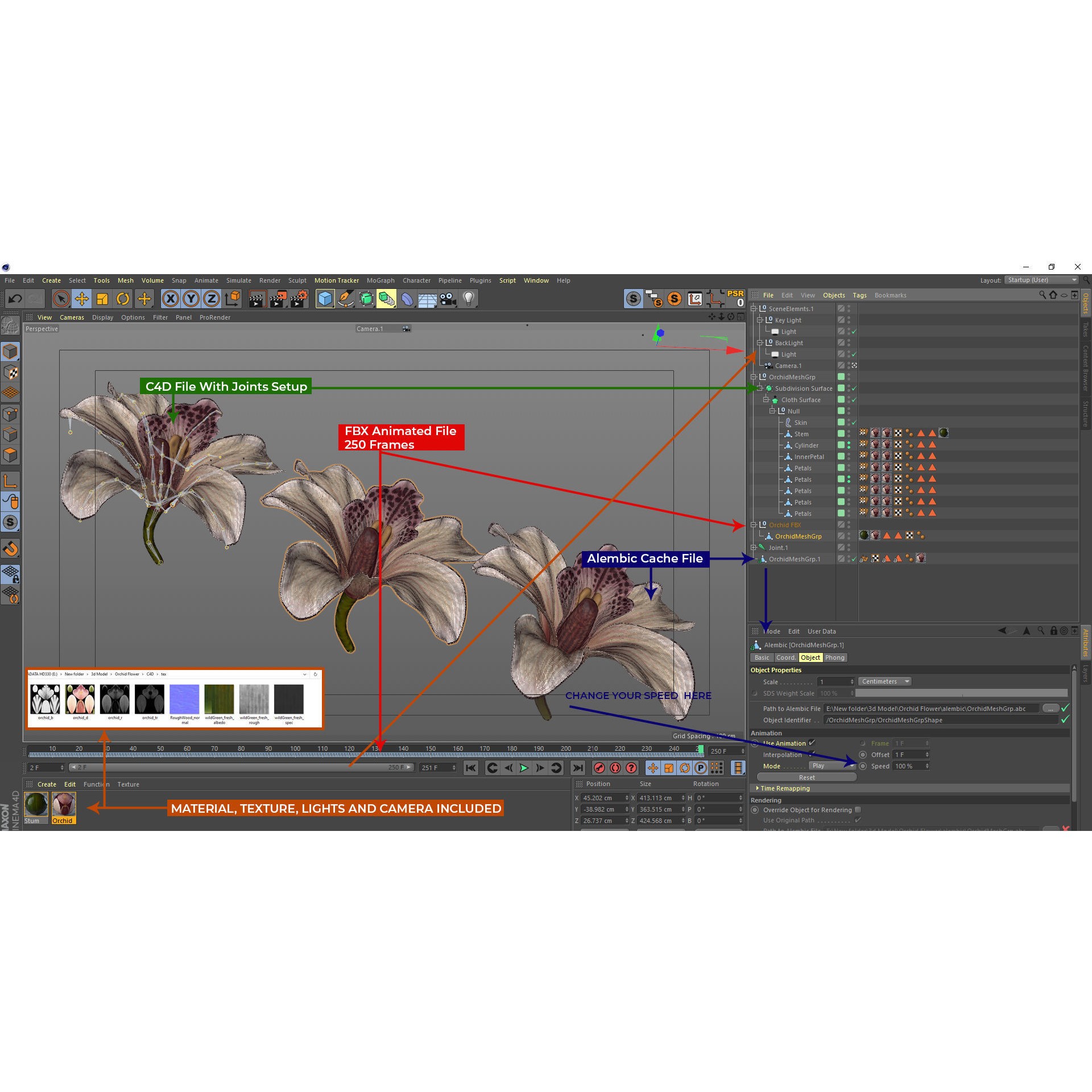 Animated Orchid Flower - Realistic 3D Model - View 3