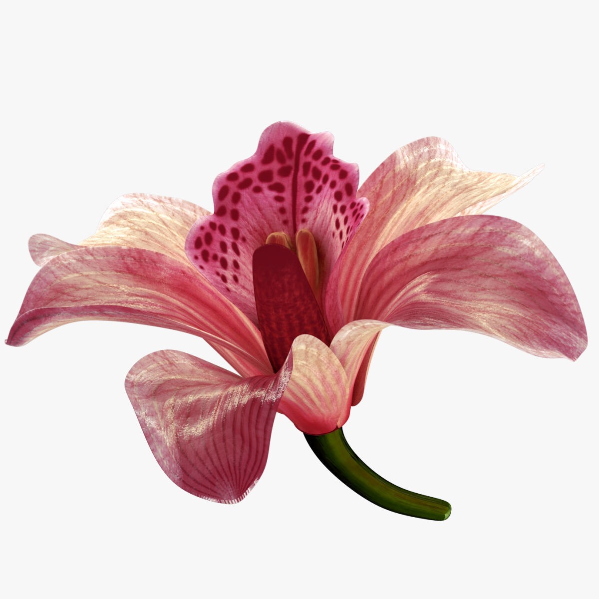 Animated Orchid Flower - Realistic 3D Model - View 4