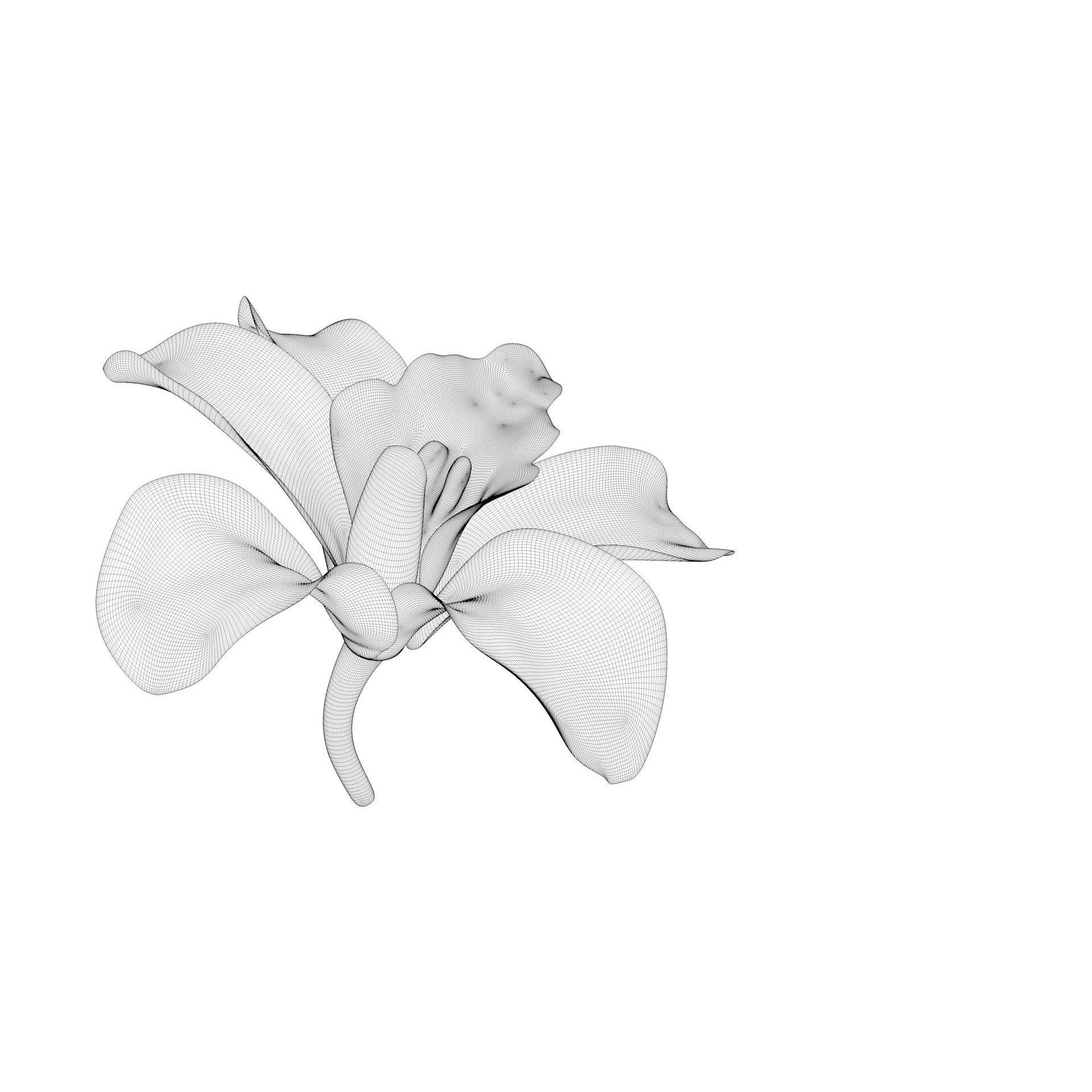 Animated Orchid Flower - Realistic 3D Model - View 9