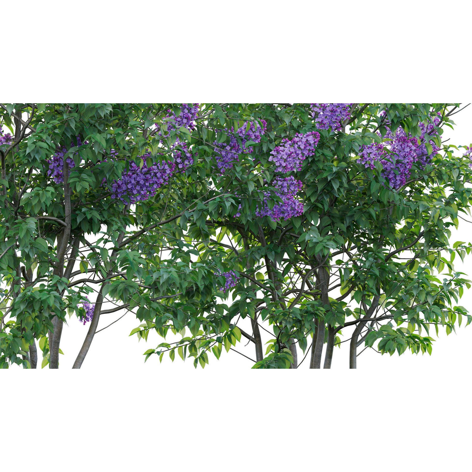 Syringa vulgaris - Low-Poly Game-Ready 3D Model