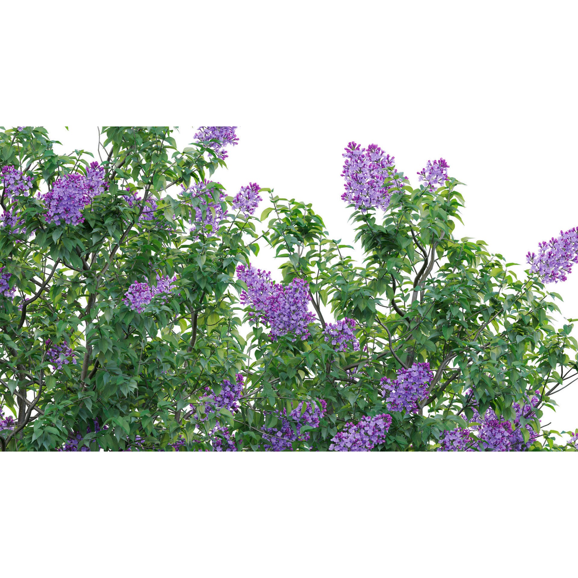 Syringa vulgaris - Low-Poly Game-Ready 3D Model - View 10