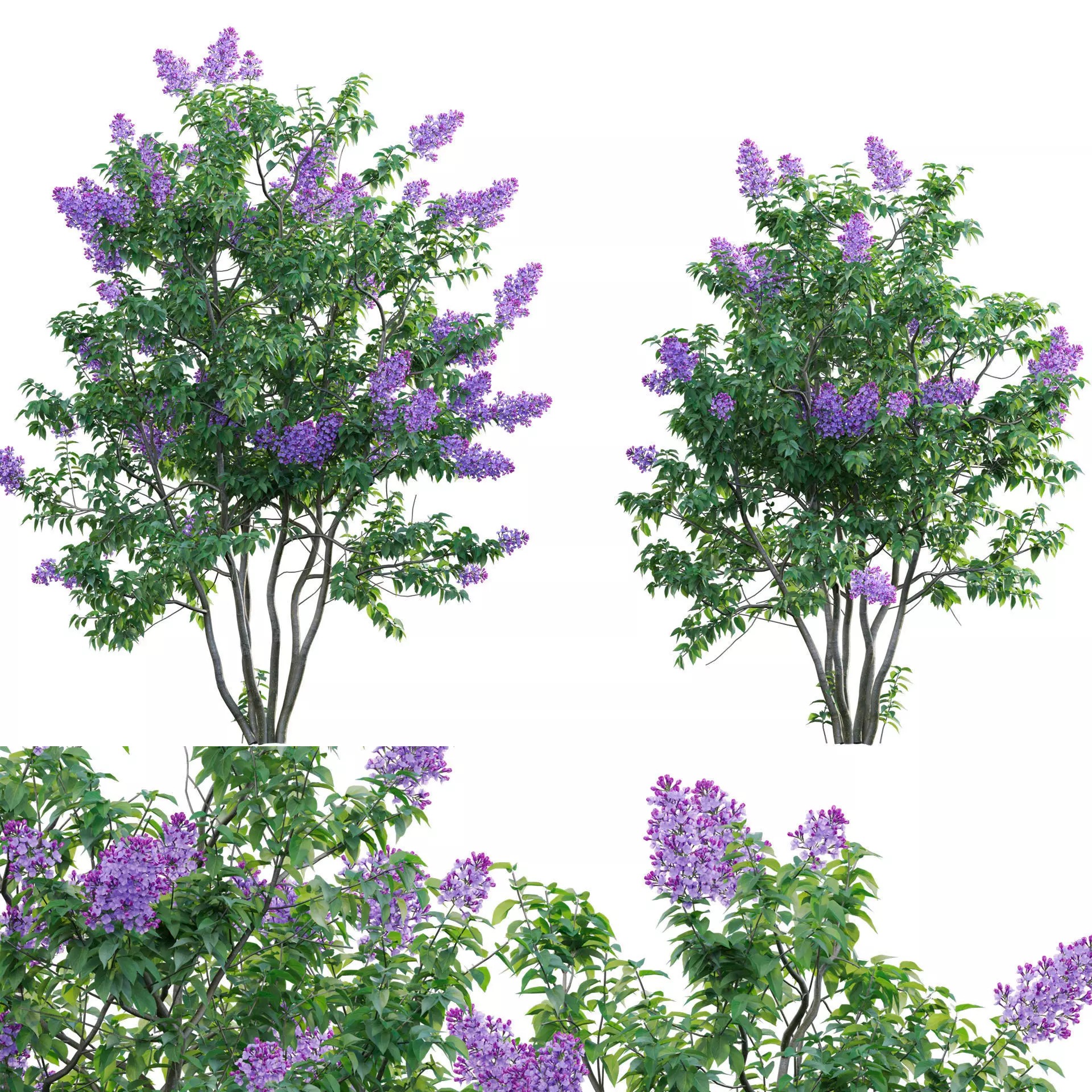 Syringa vulgaris - Low-Poly Game-Ready 3D Model - View 2