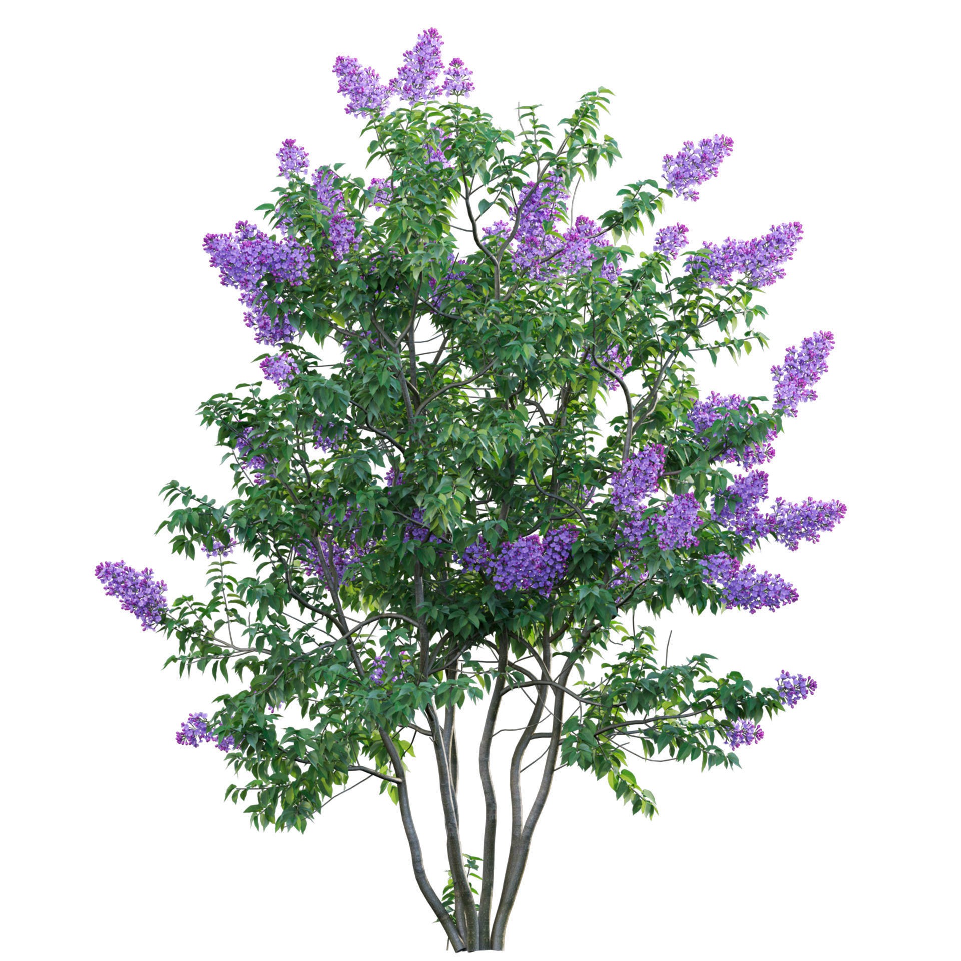 Syringa vulgaris - Low-Poly Game-Ready 3D Model - View 3