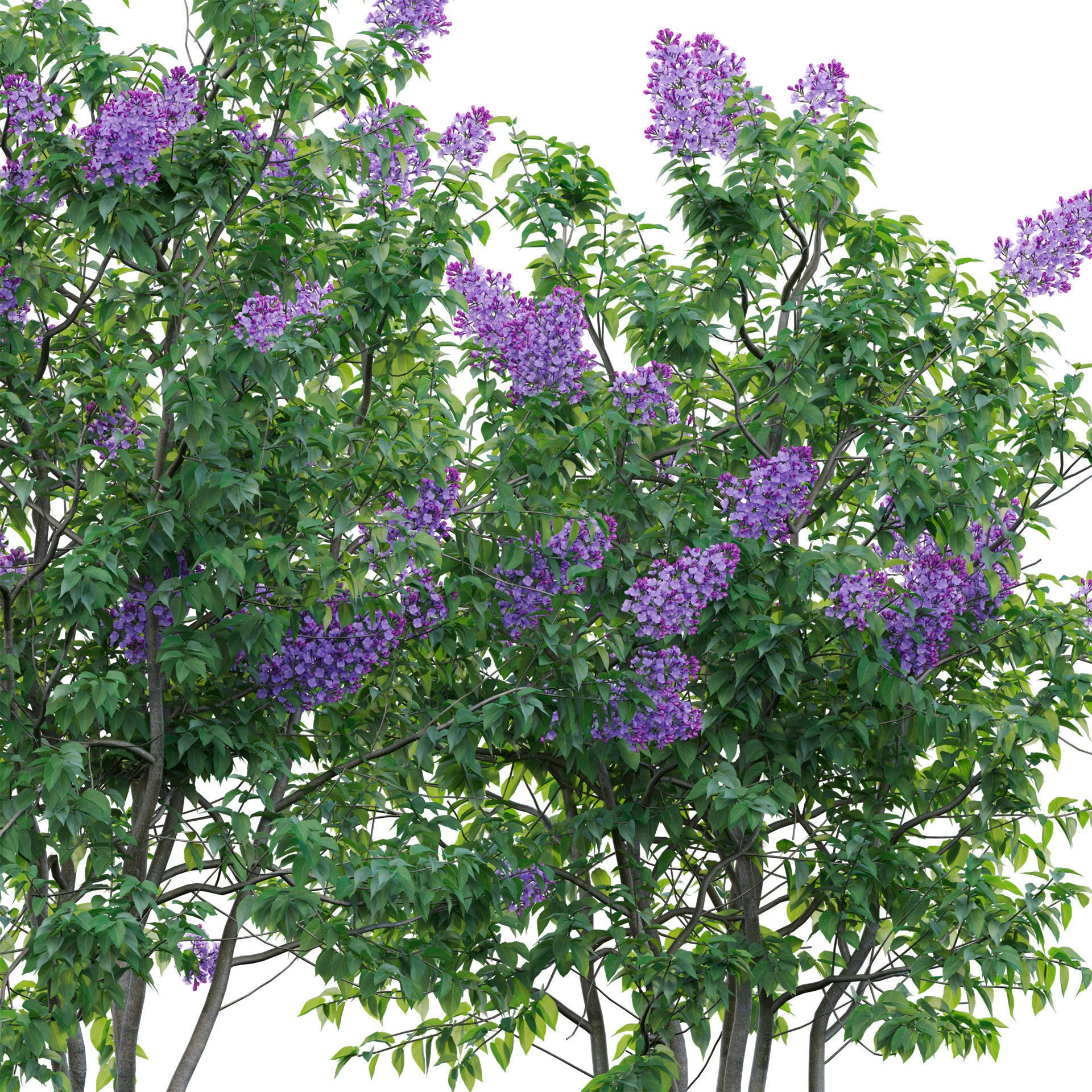 Syringa vulgaris - Low-Poly Game-Ready 3D Model - View 4