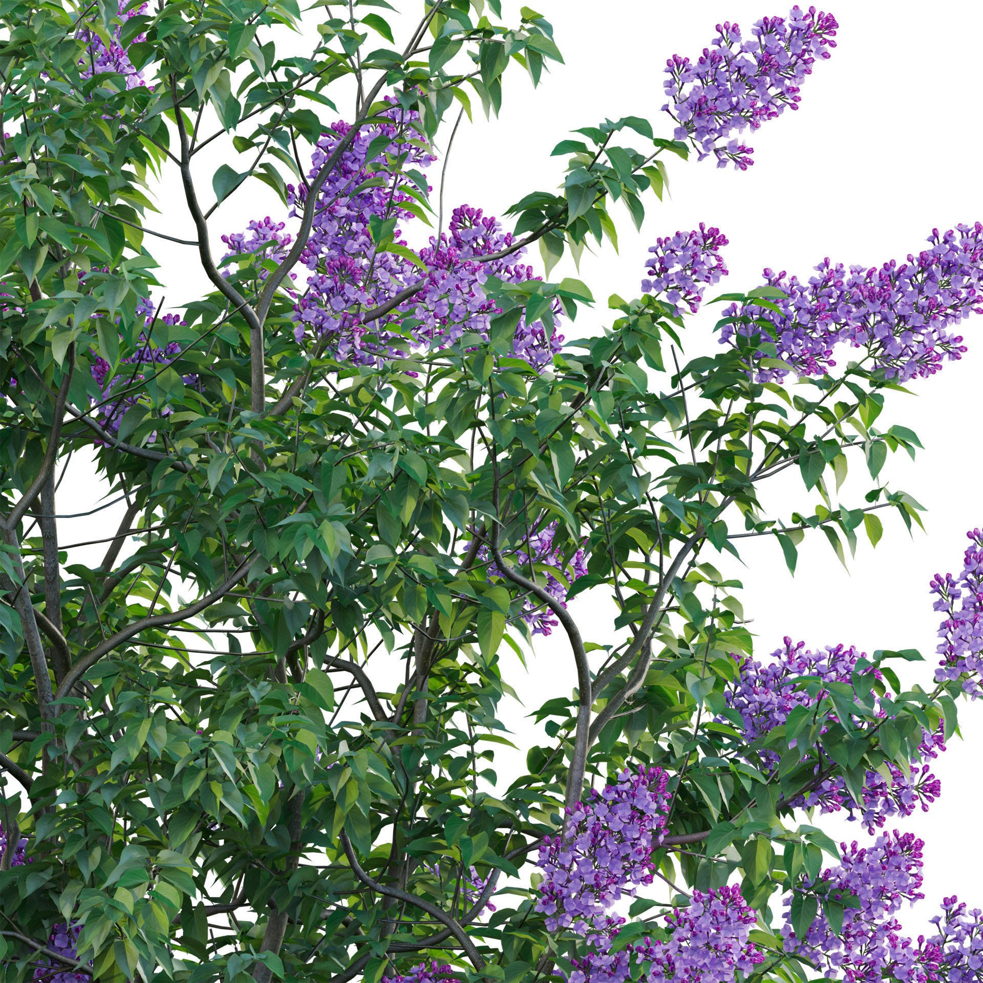 Syringa vulgaris - Low-Poly Game-Ready 3D Model - View 5