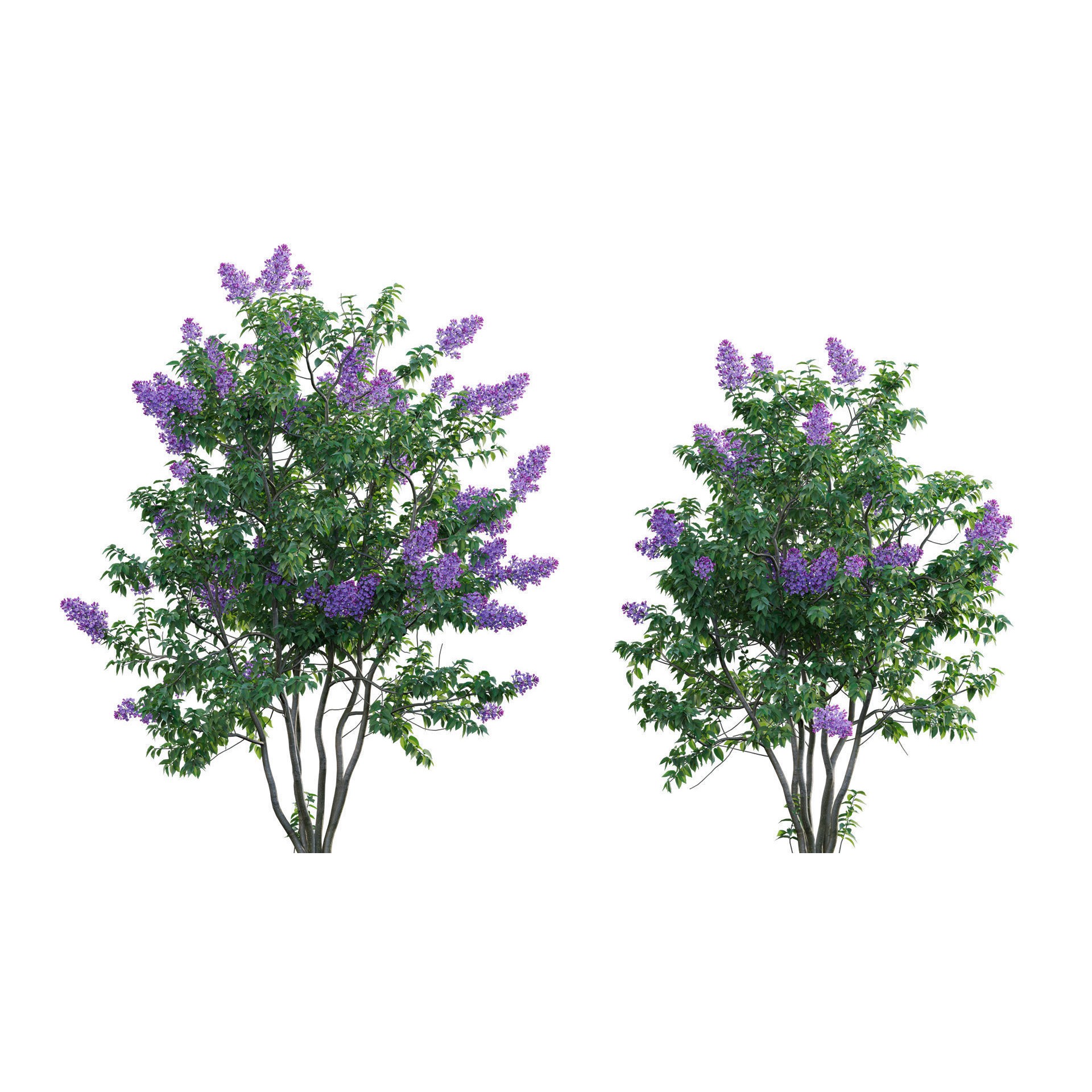 Syringa vulgaris - Low-Poly Game-Ready 3D Model - View 7
