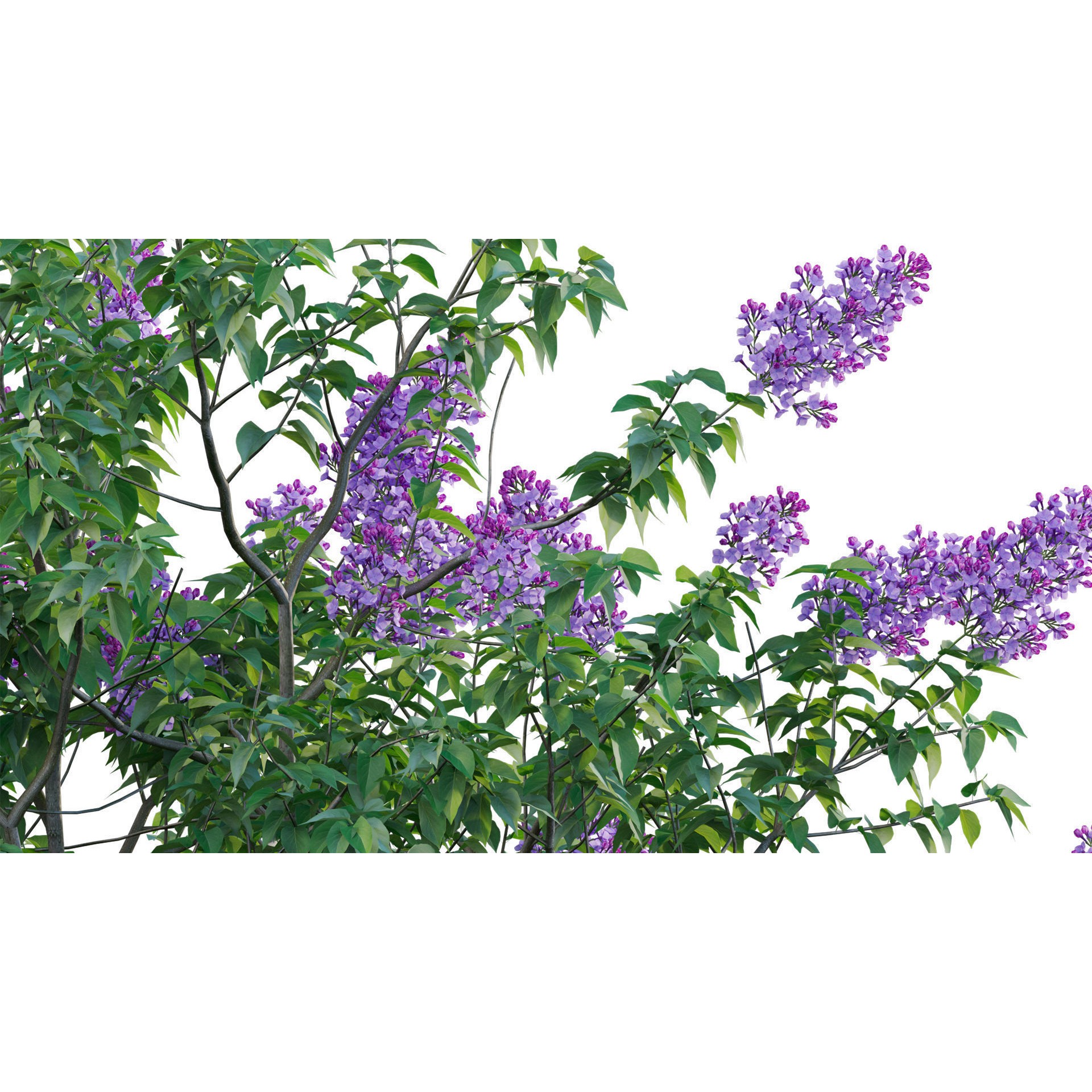 Syringa vulgaris - Low-Poly Game-Ready 3D Model - View 8