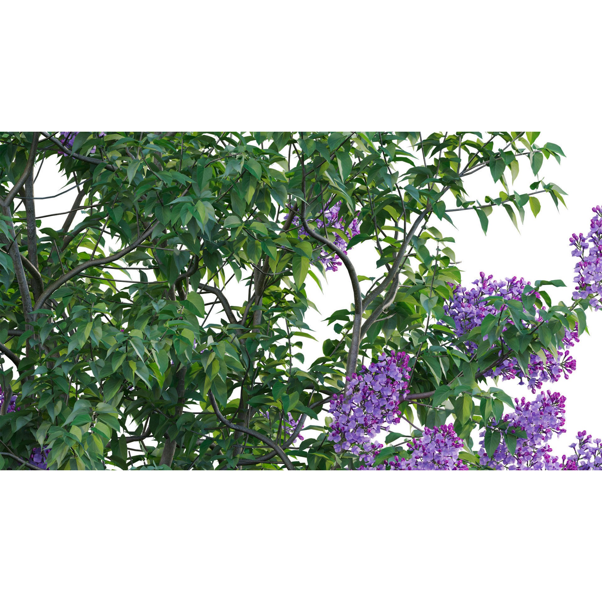 Syringa vulgaris - Low-Poly Game-Ready 3D Model - View 9