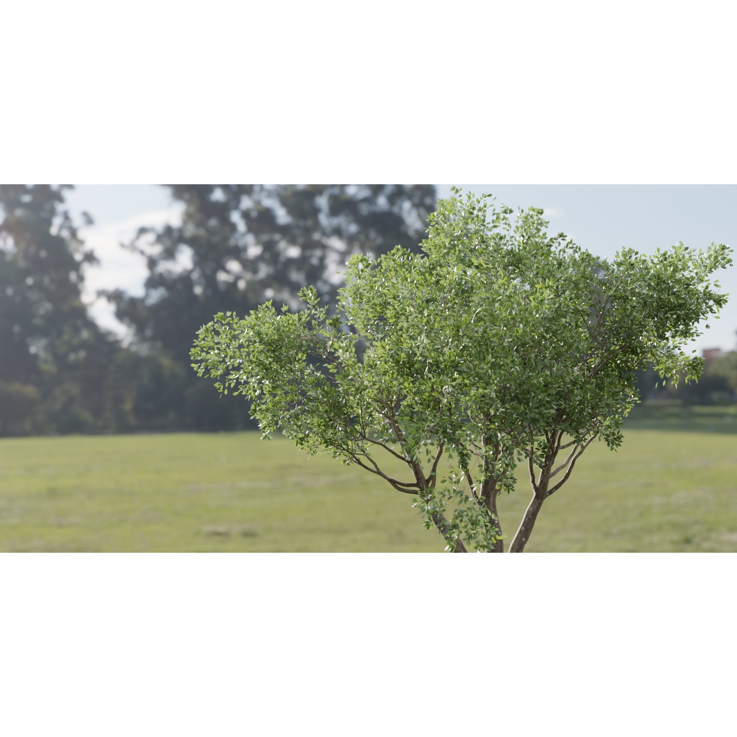 Shrubs Collection vol 241 - PBR Game-Ready 3D Model - View 3