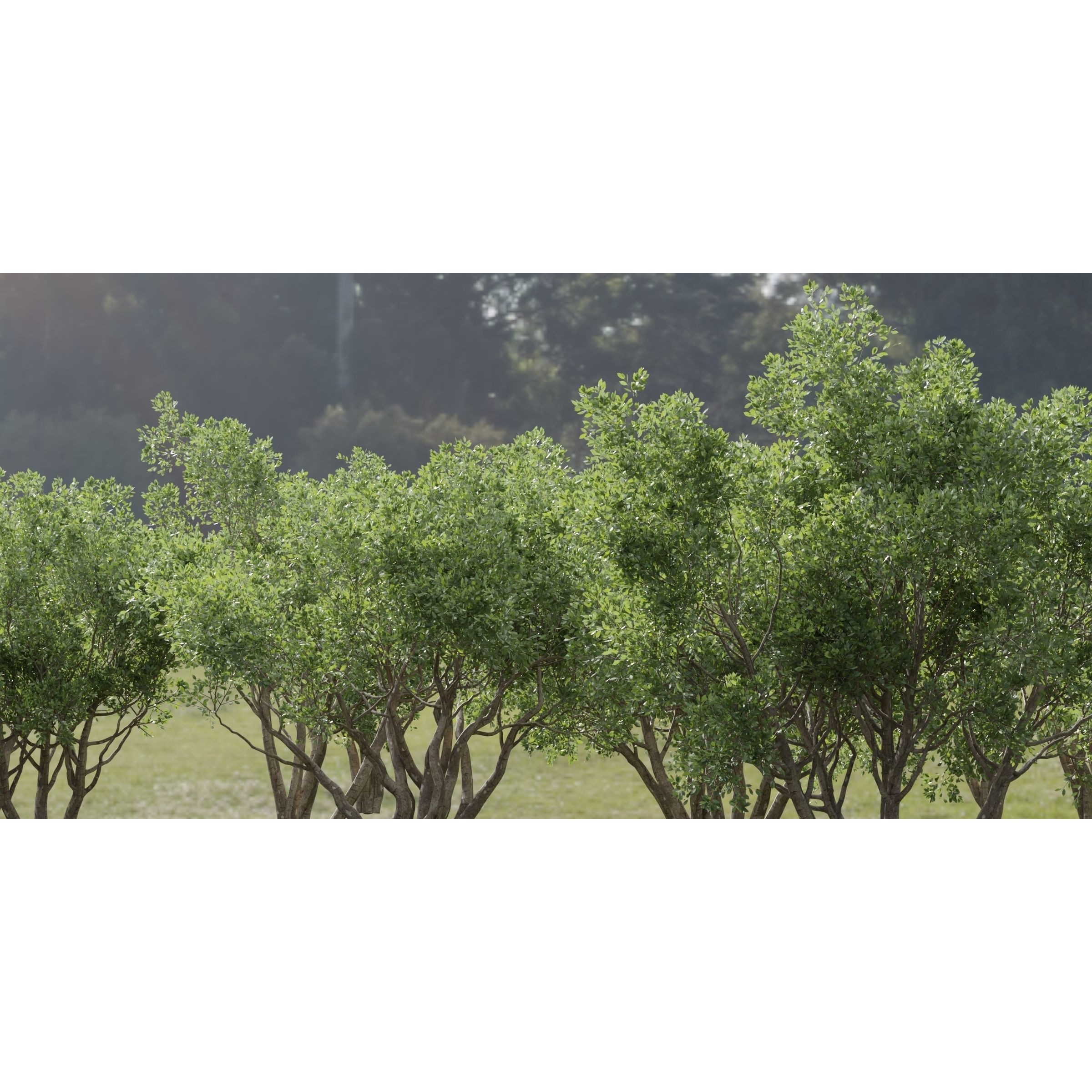 Shrubs Collection vol 241 - PBR Game-Ready 3D Model - View 5