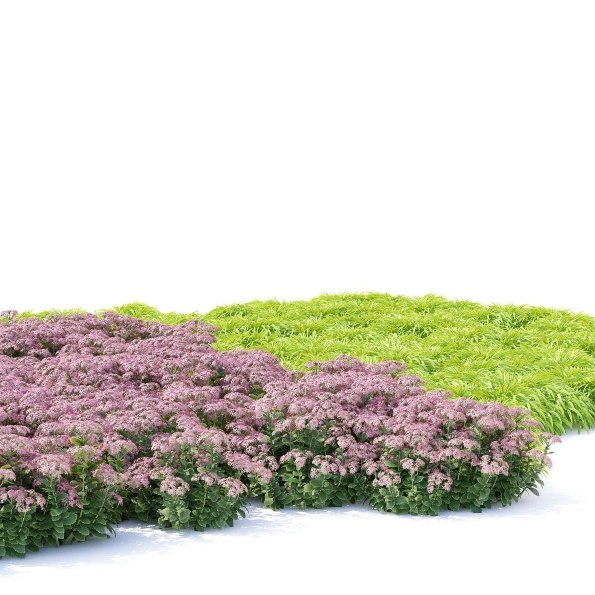 Sedum Spectabile - Low-Poly Game-Ready 3D Model