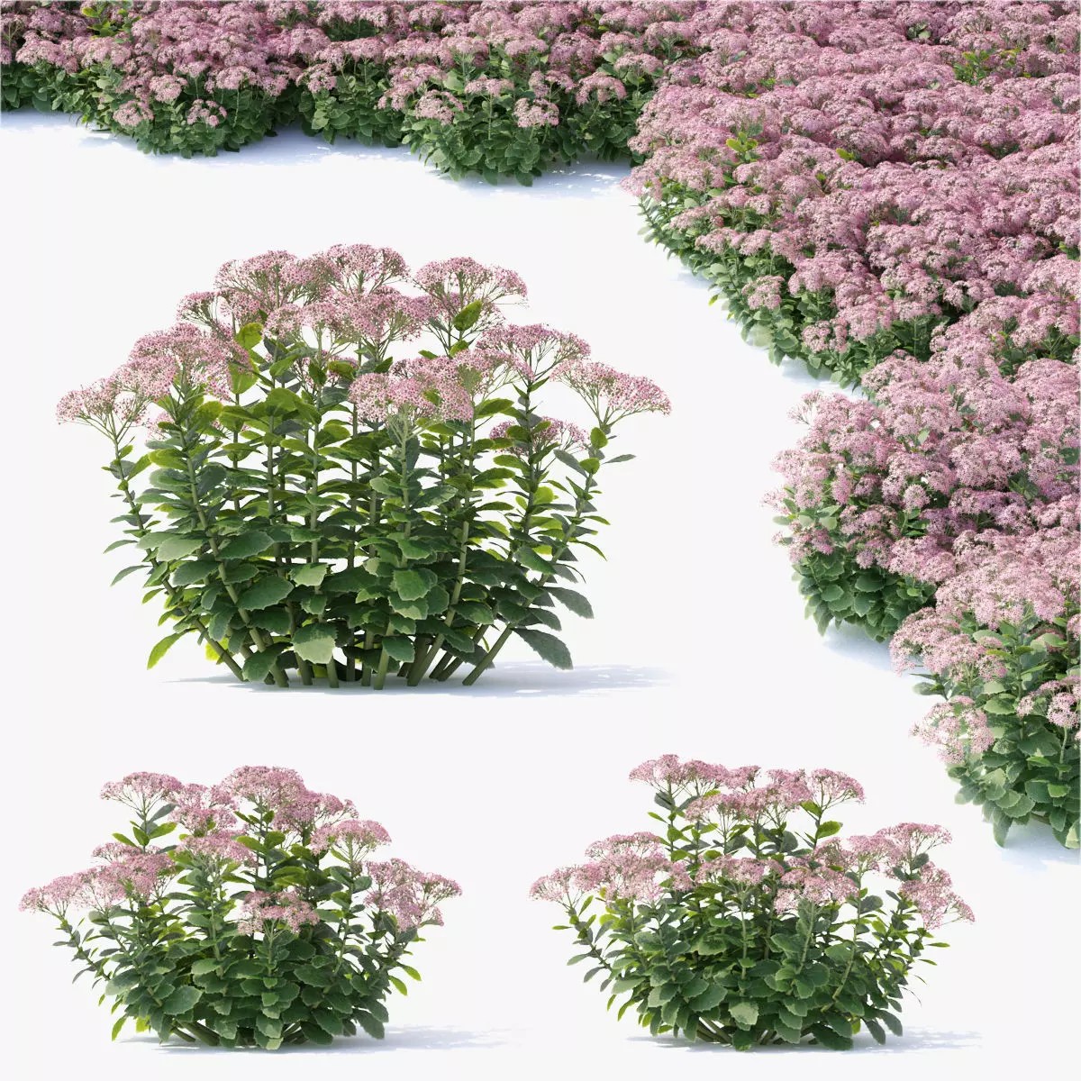 Sedum Spectabile - Low-Poly Game-Ready 3D Model - View 2