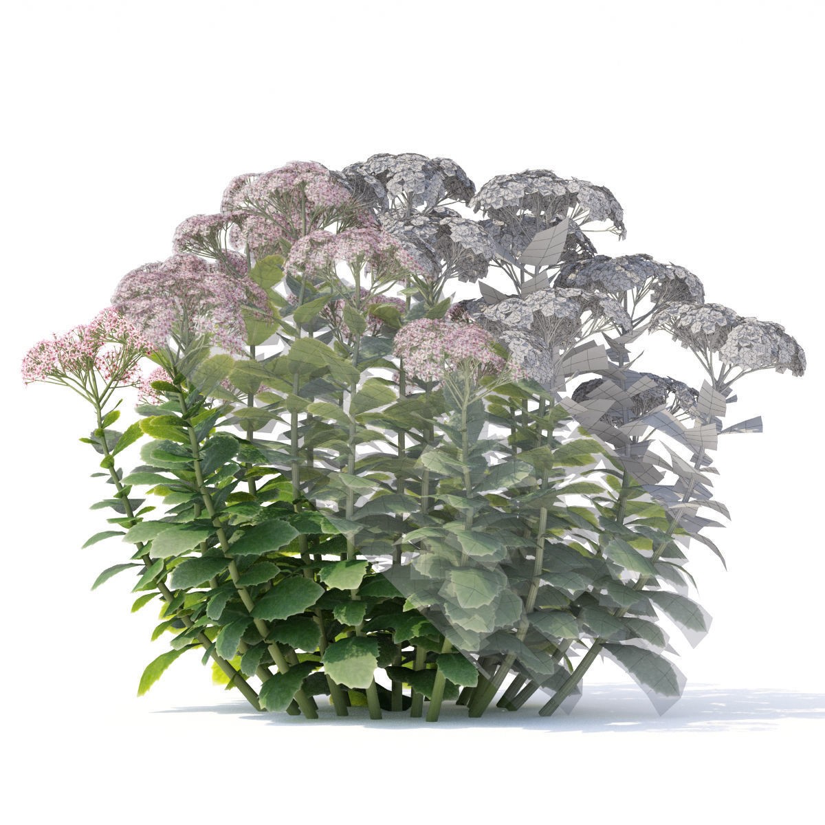Sedum Spectabile - Low-Poly Game-Ready 3D Model - View 3
