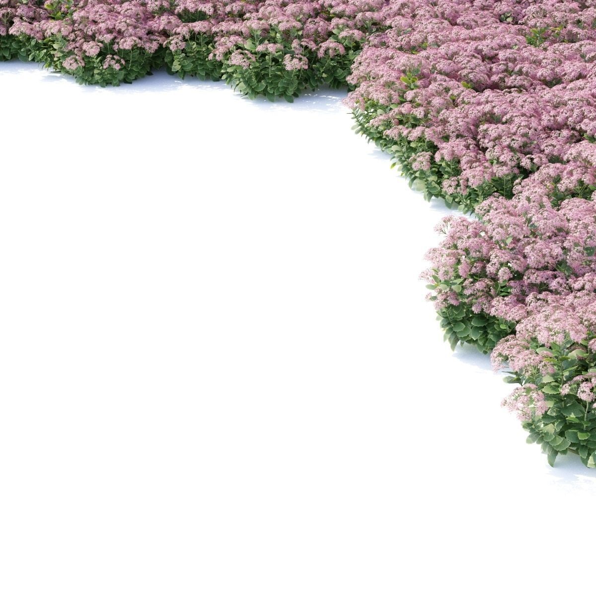 Sedum Spectabile - Low-Poly Game-Ready 3D Model - View 4