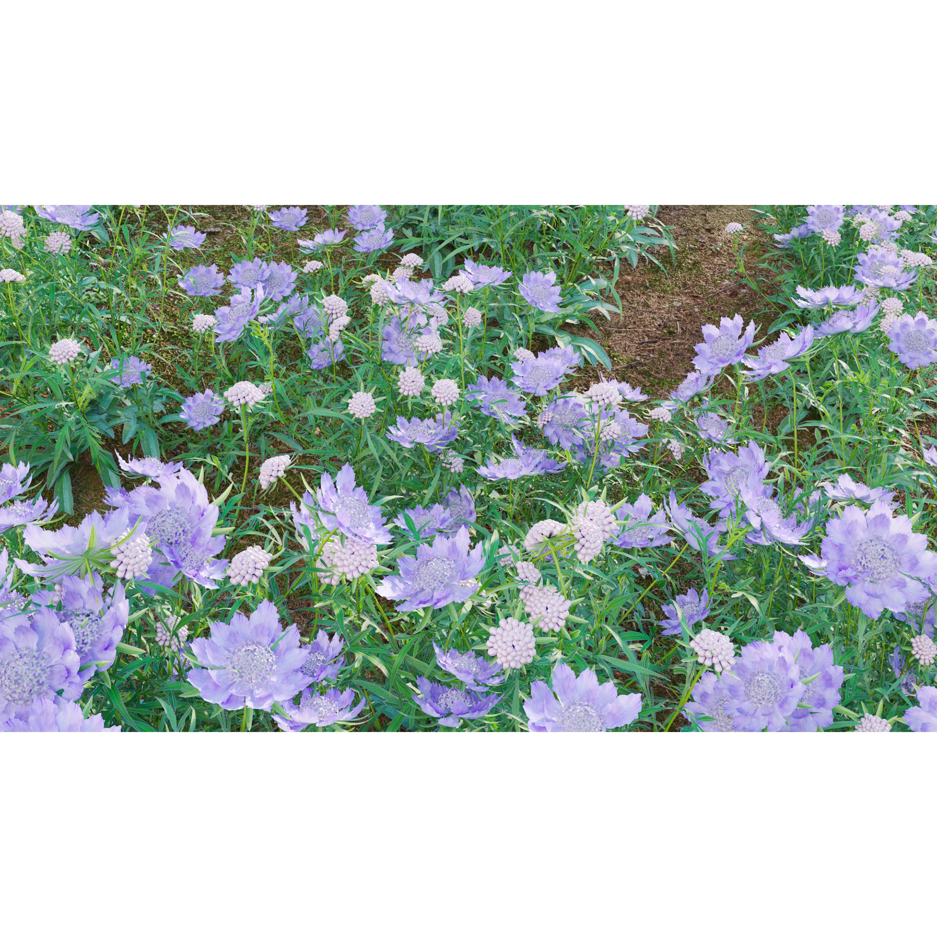 Scabiosa Flower - Low-Poly Game-Ready 3D Model