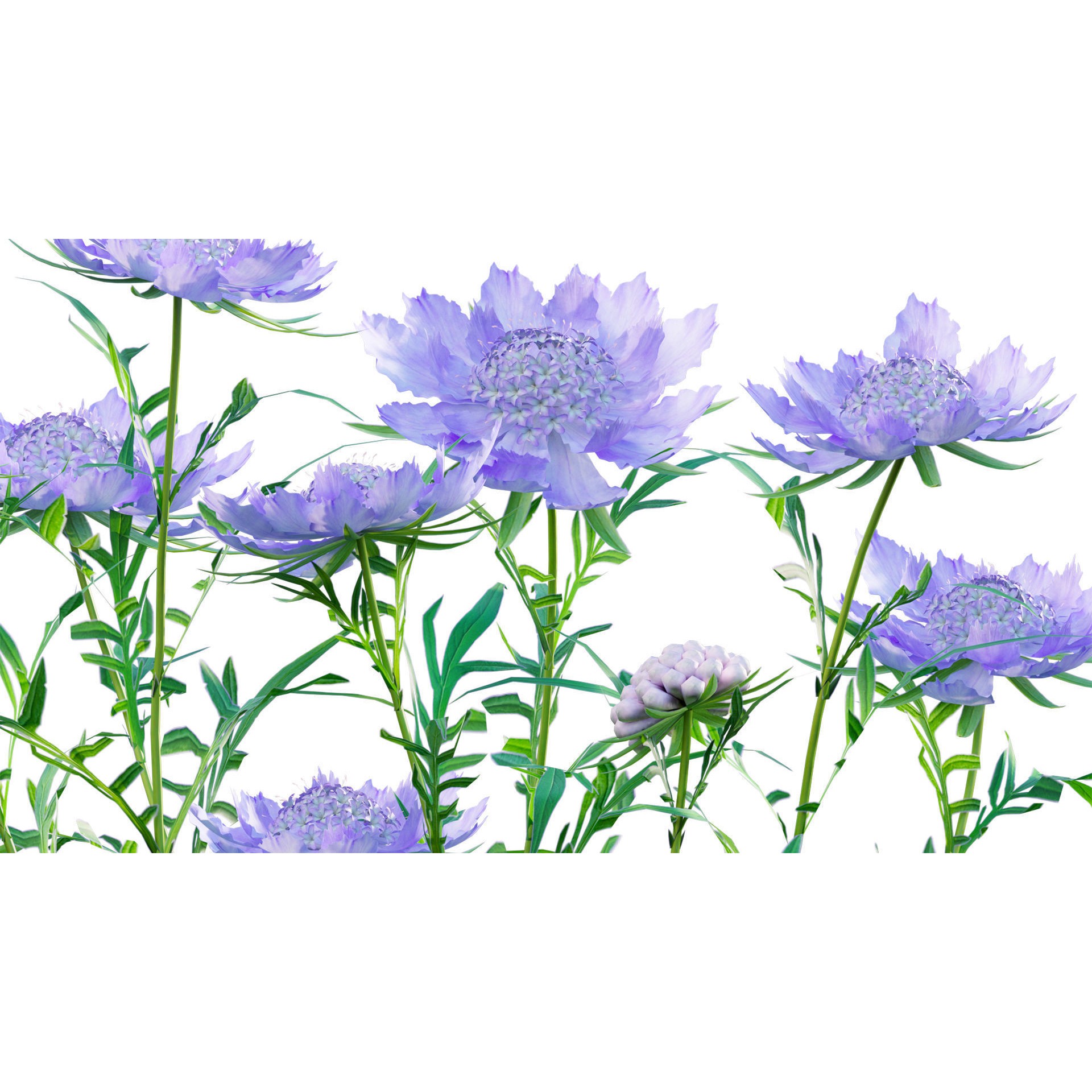 Scabiosa Flower - Low-Poly Game-Ready 3D Model - View 10